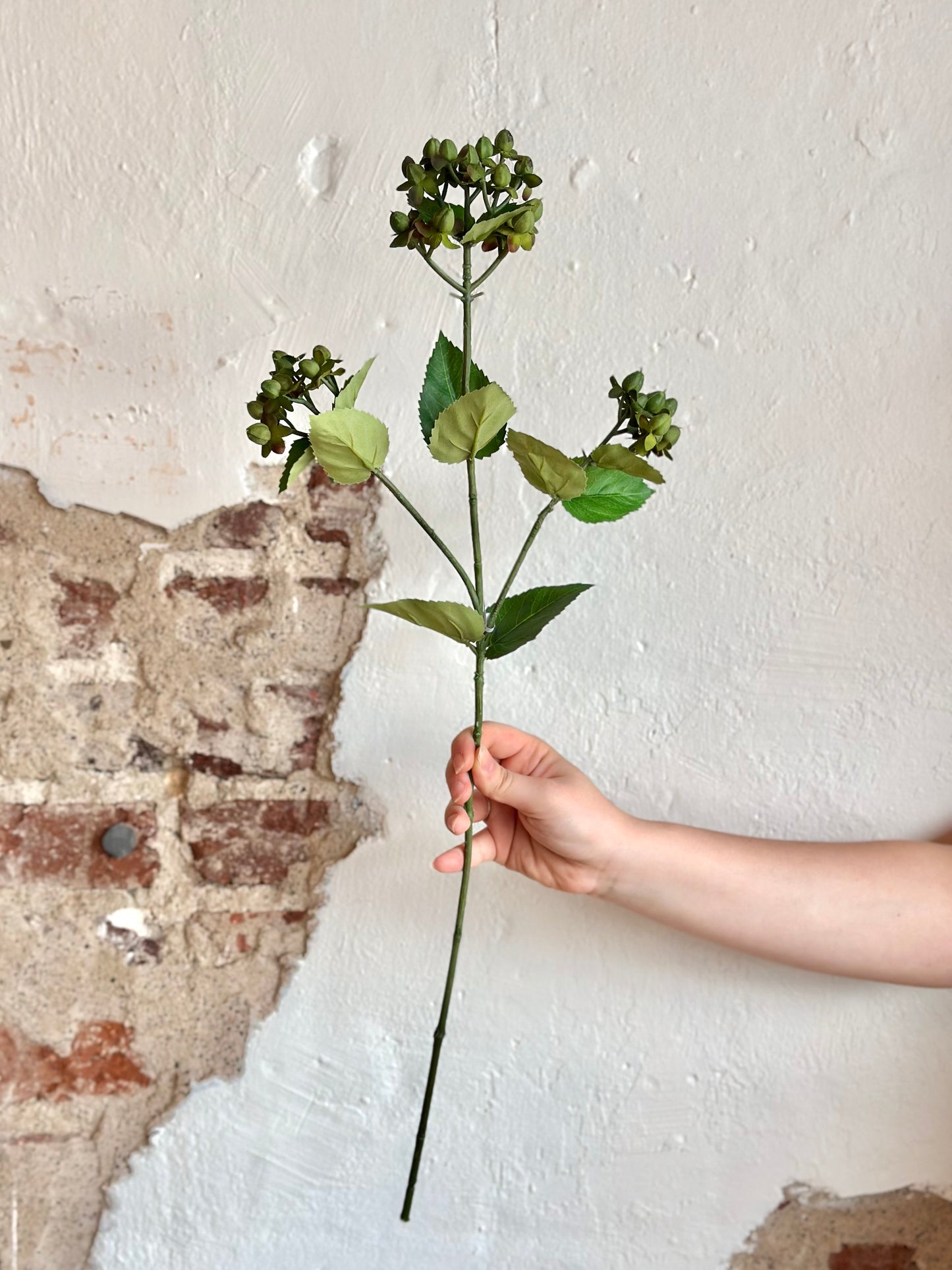 27" HYPERICUM