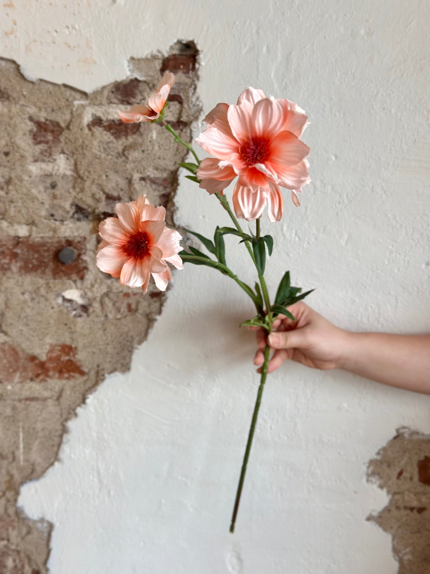 27" Cosmos Spray