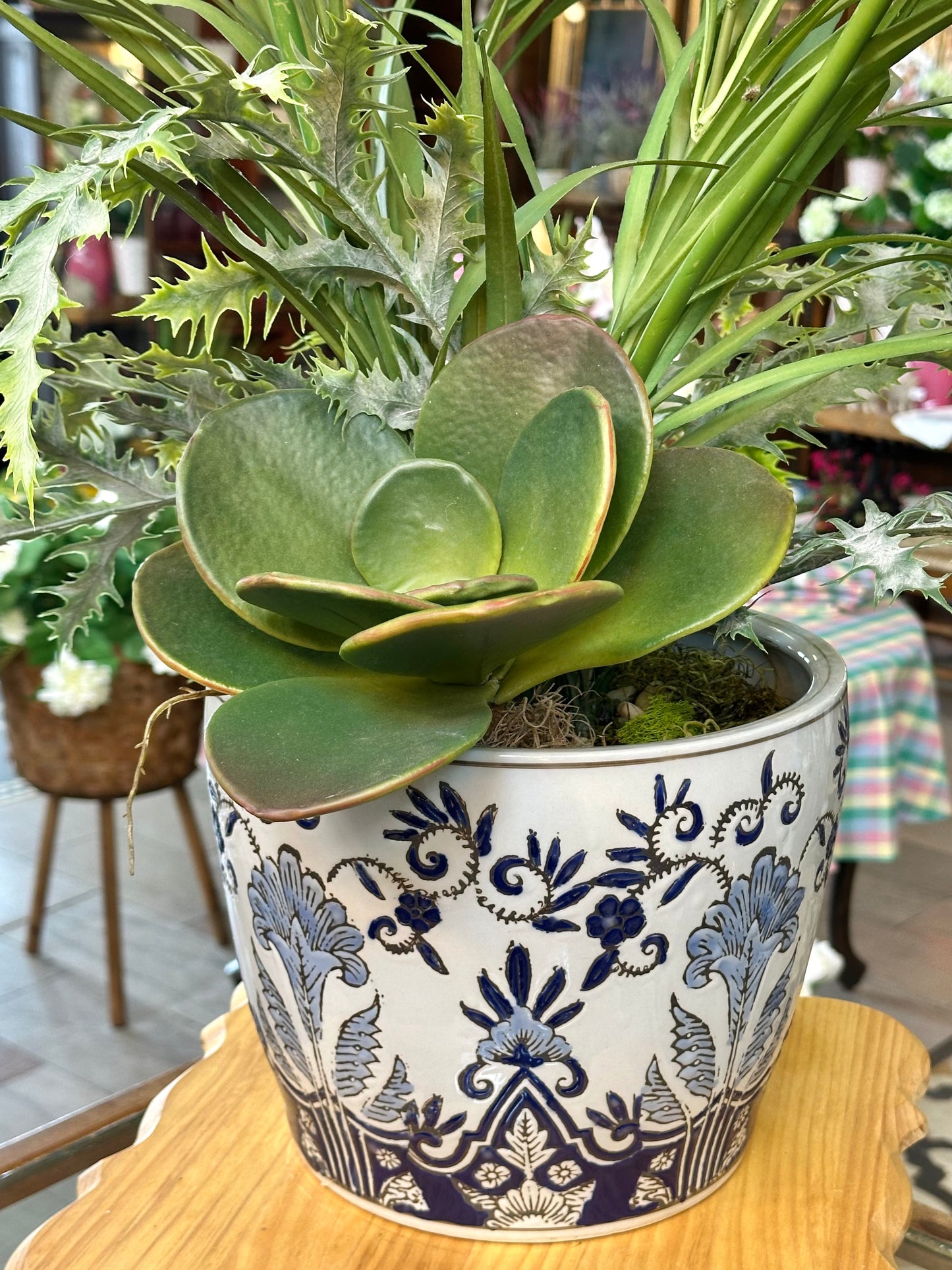 Succulent Garden in Porcelain Pot