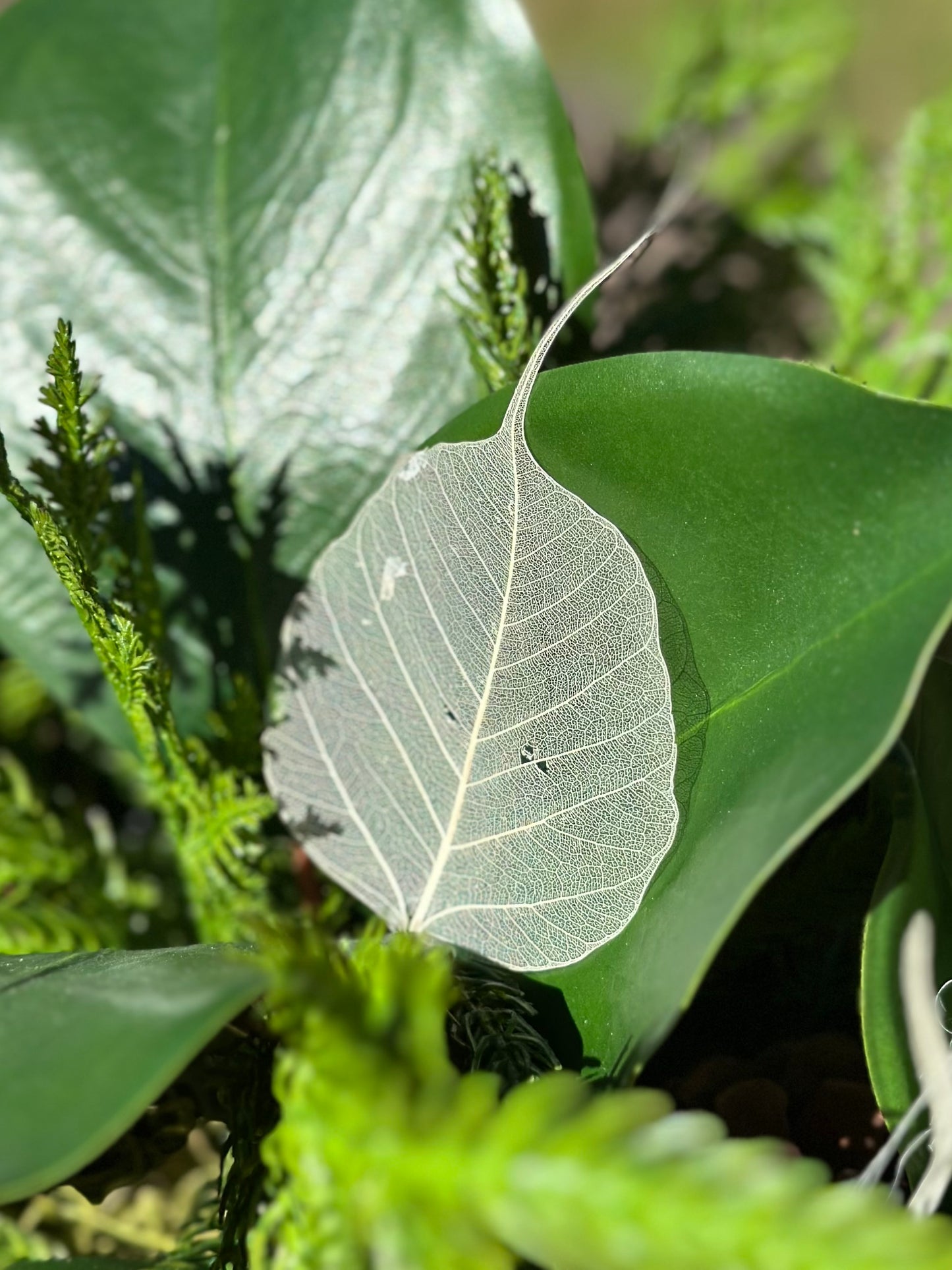 Peepful Leaves