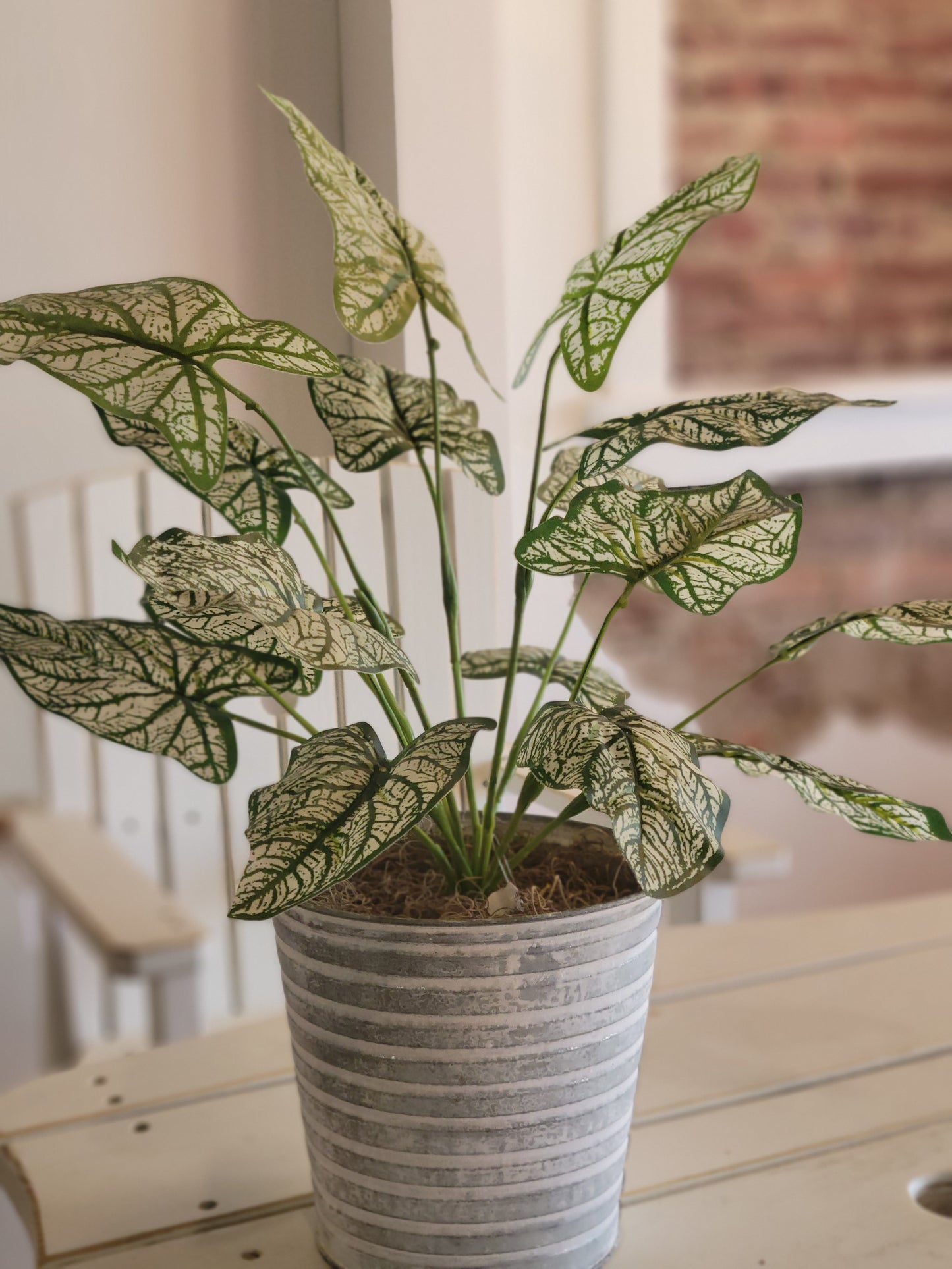 Caladium