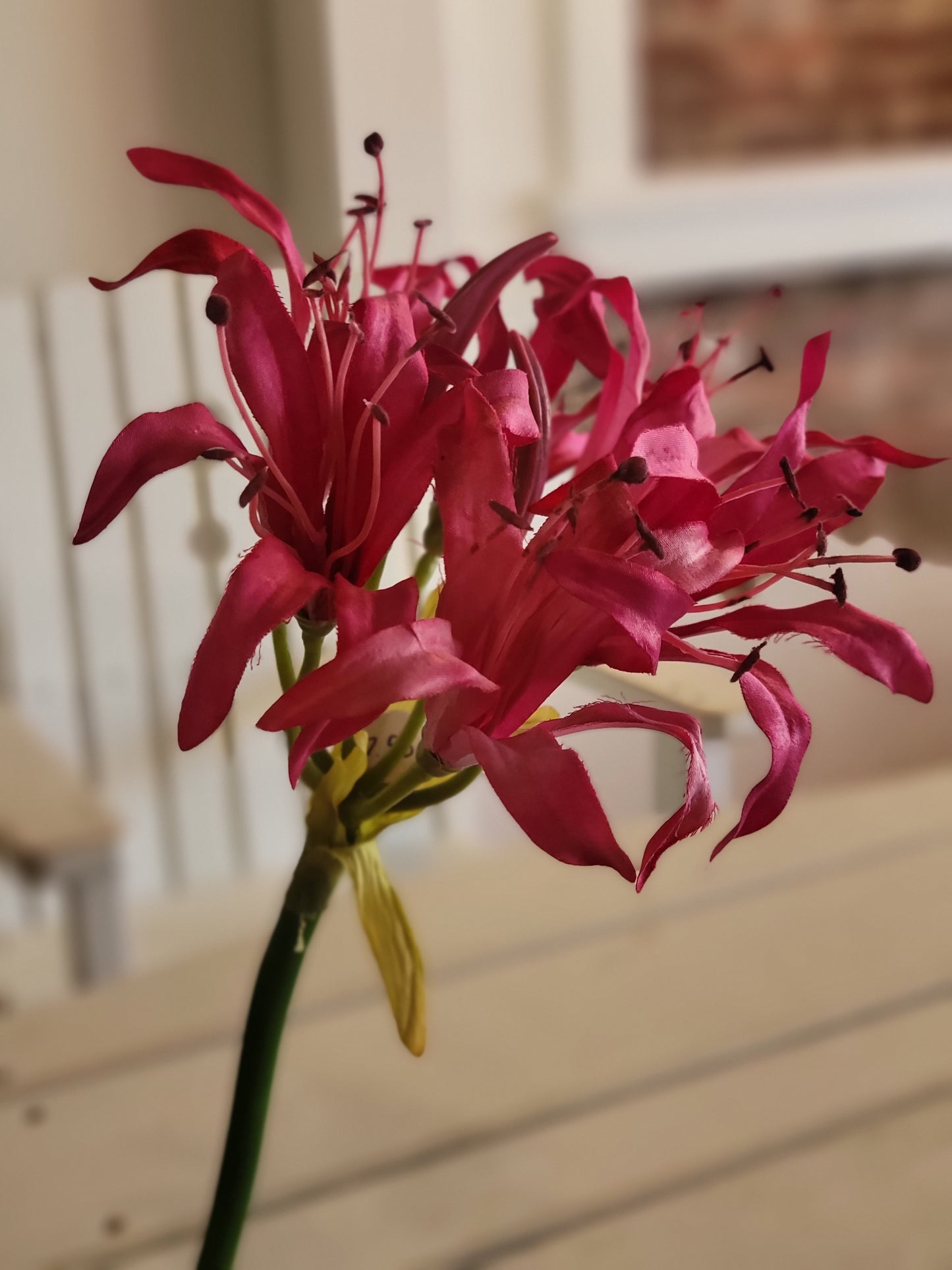 Hot Pink Nerine Flower