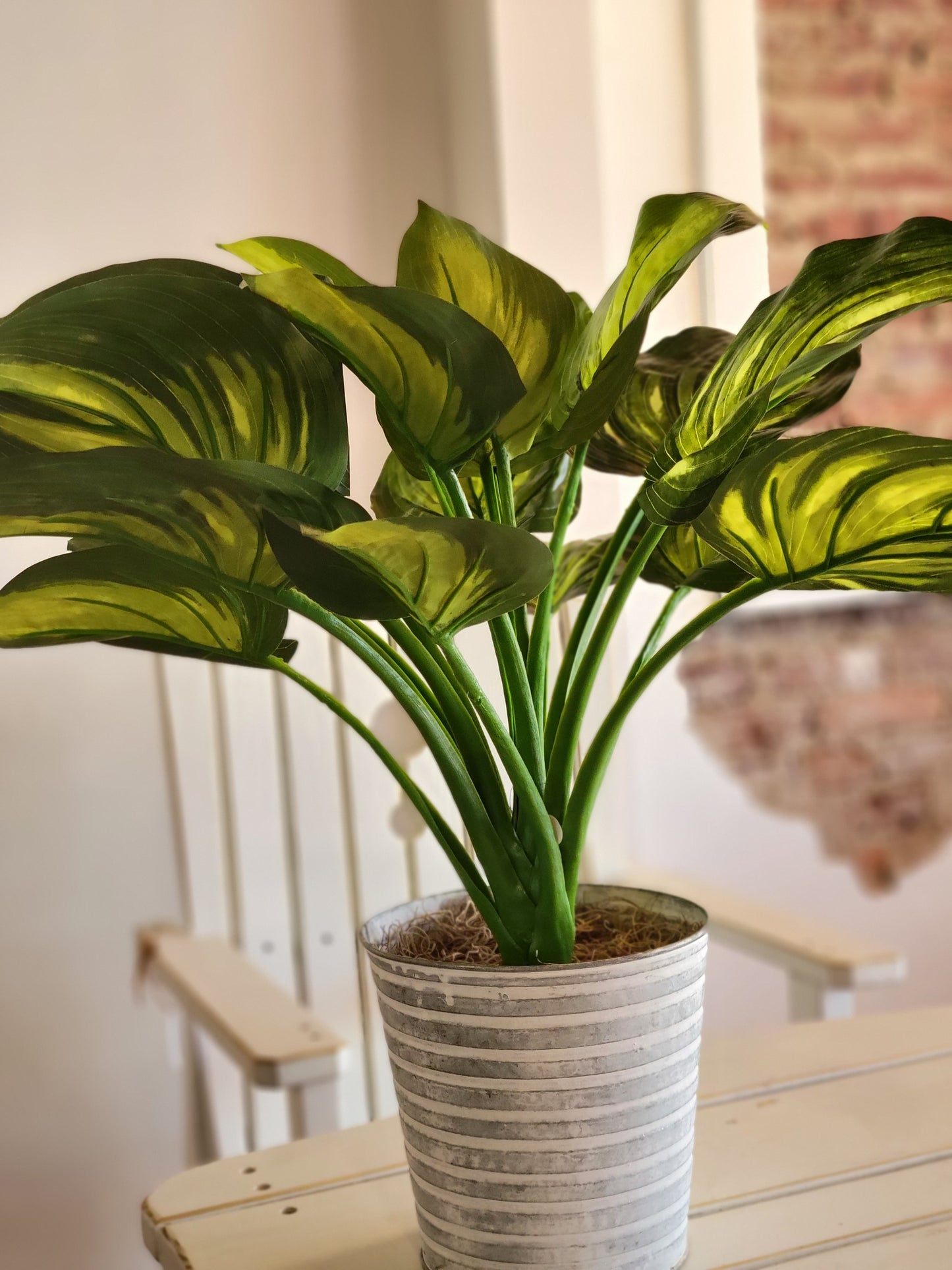 Hosta