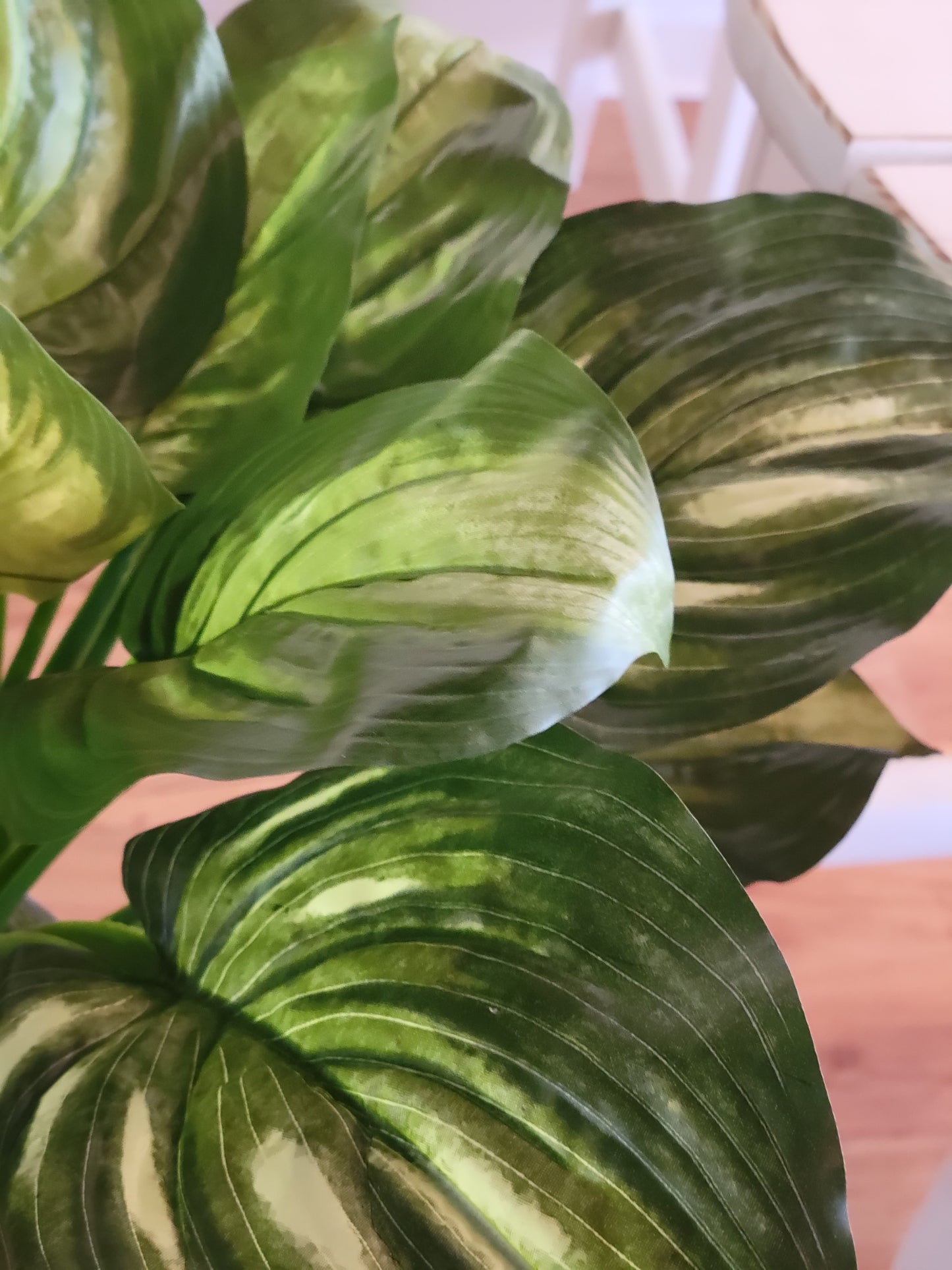 Hosta