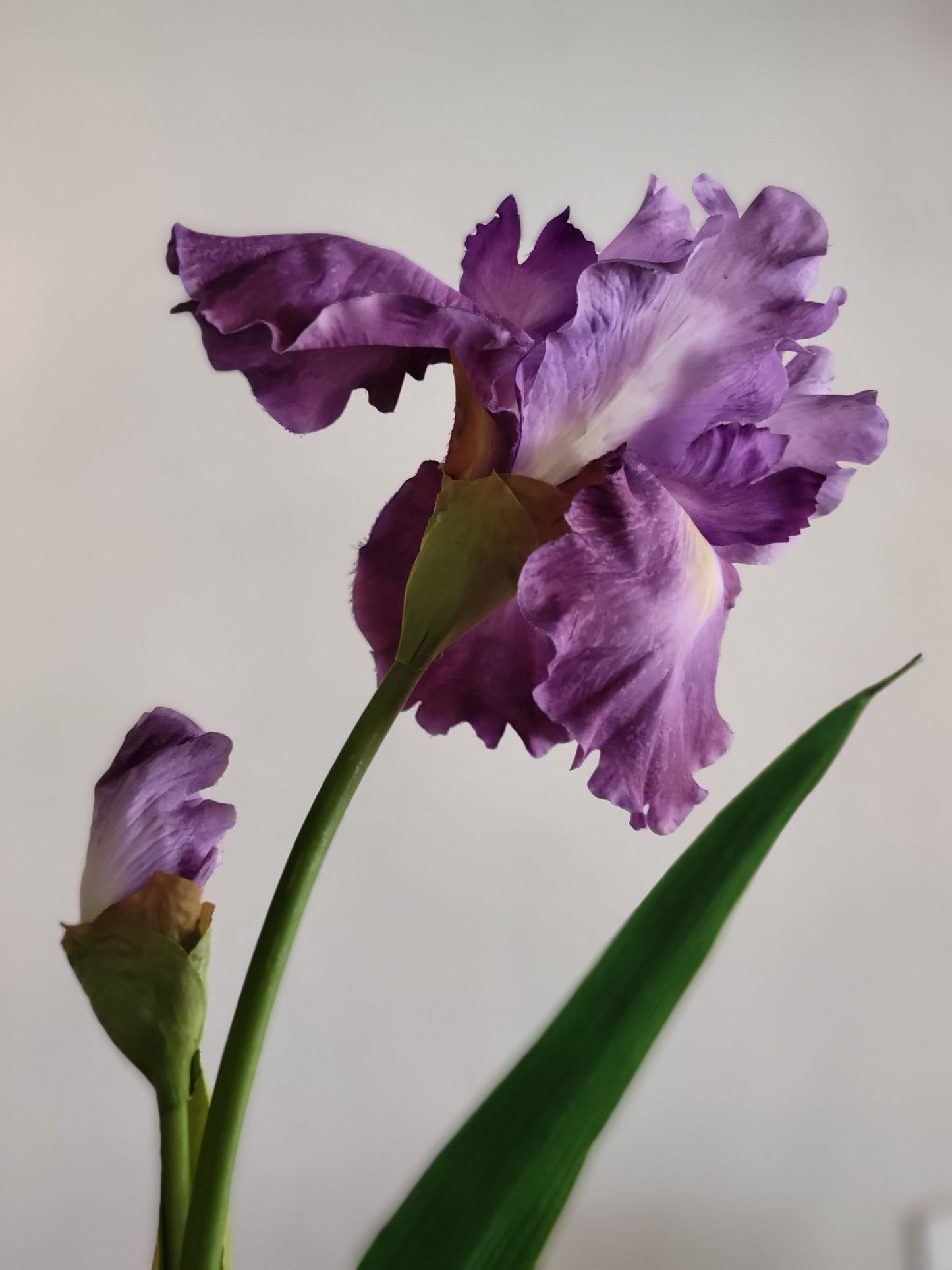 Purple Iris