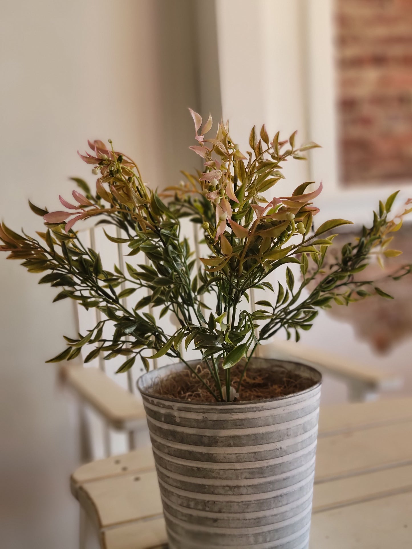 Teaberry Bush