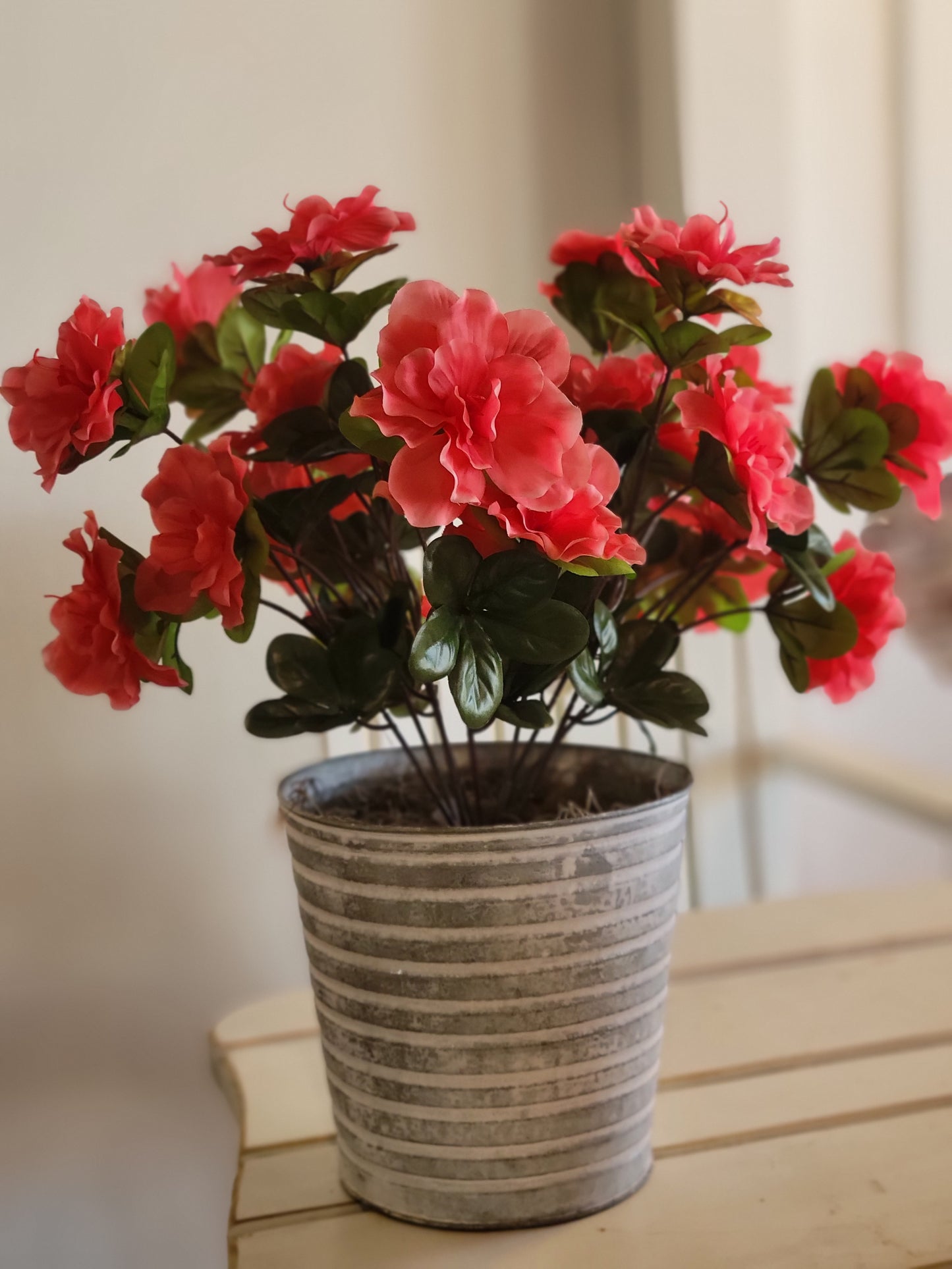 Coral Begonia Bush