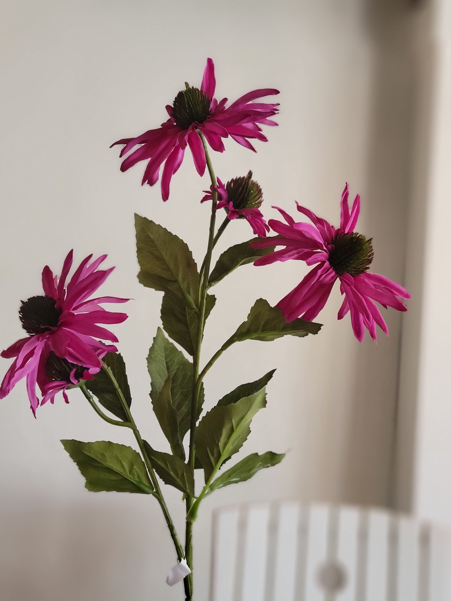 Purple Cone Flower