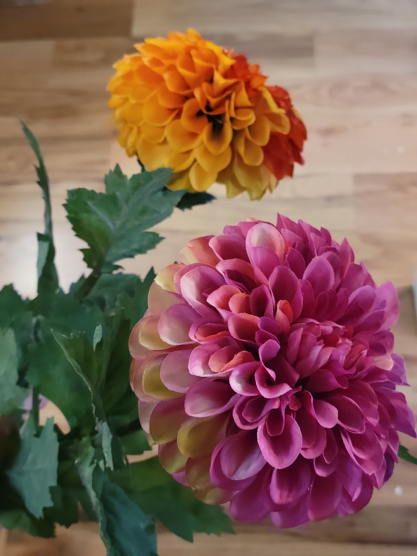 Magenta Dahlia Stem