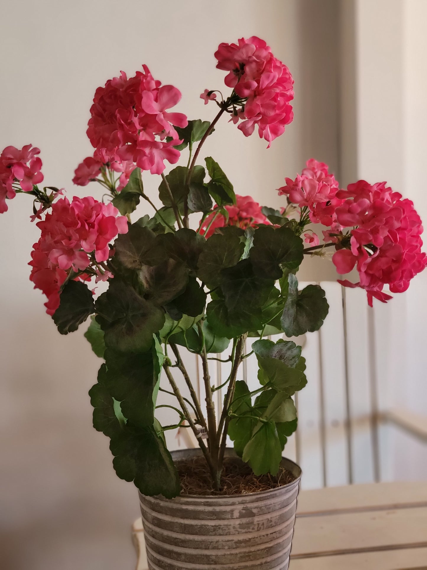 Pink Geranium Bush