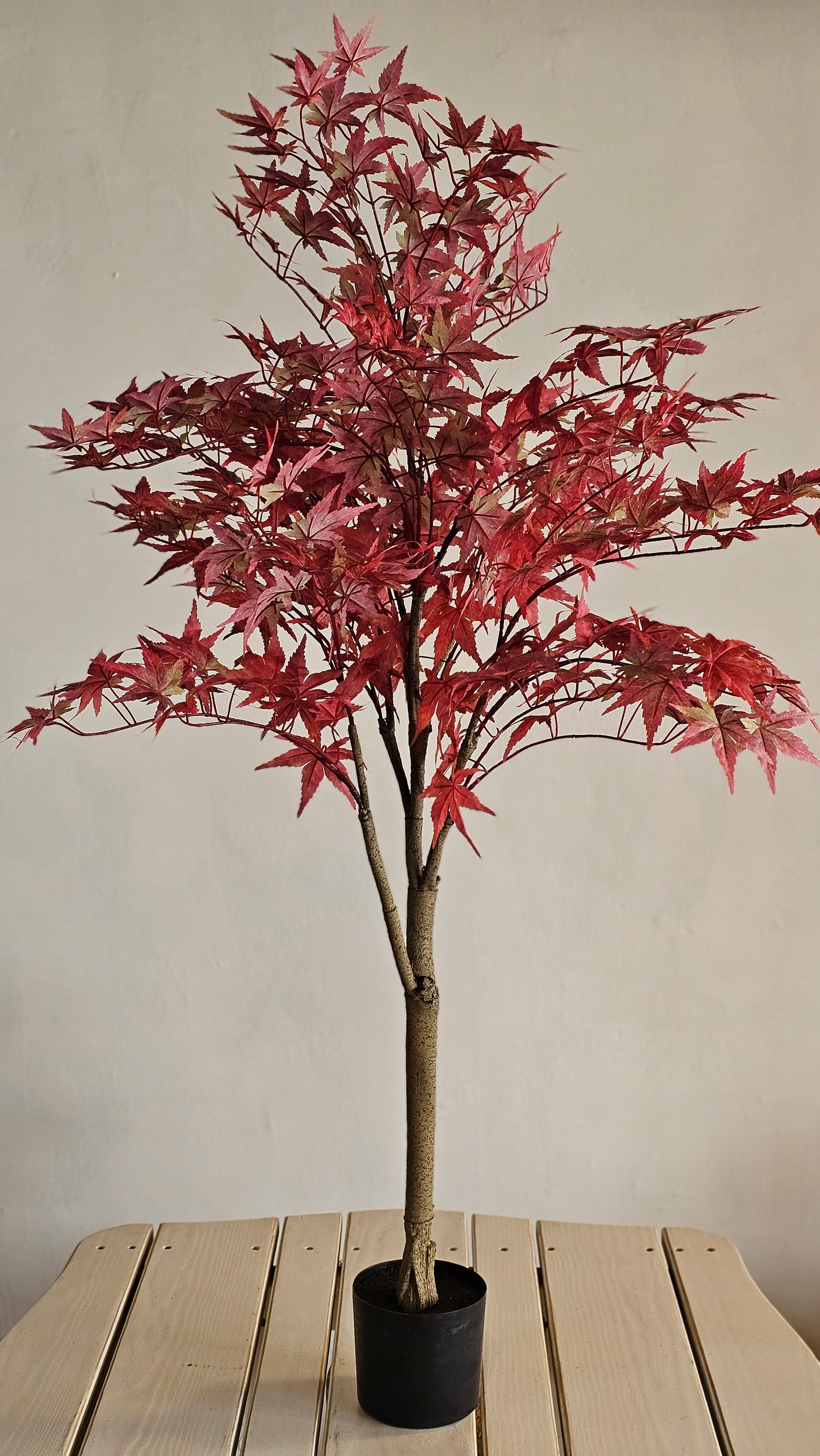 4' Japanese Maple Tree