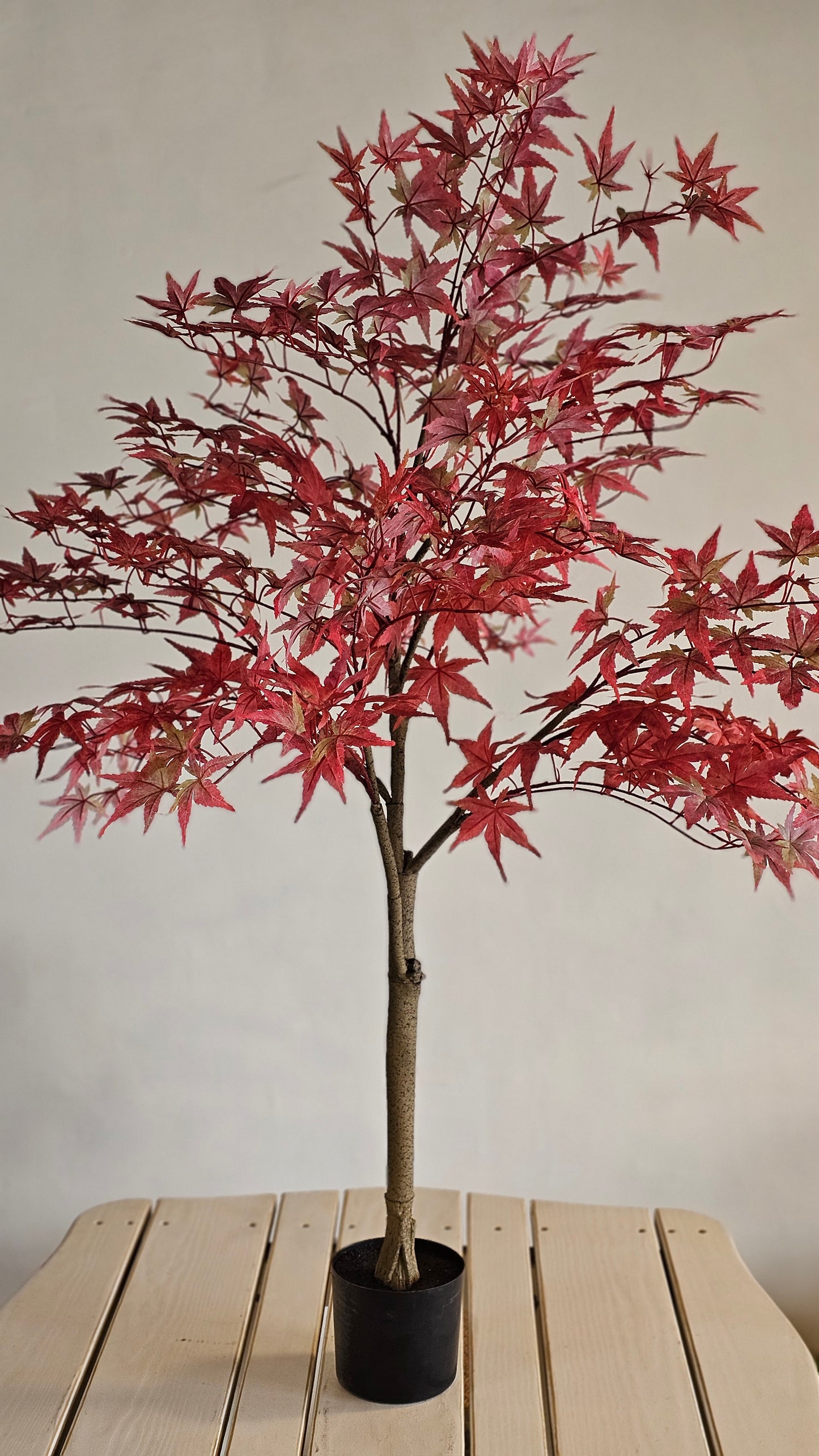 4' Japanese Maple Tree
