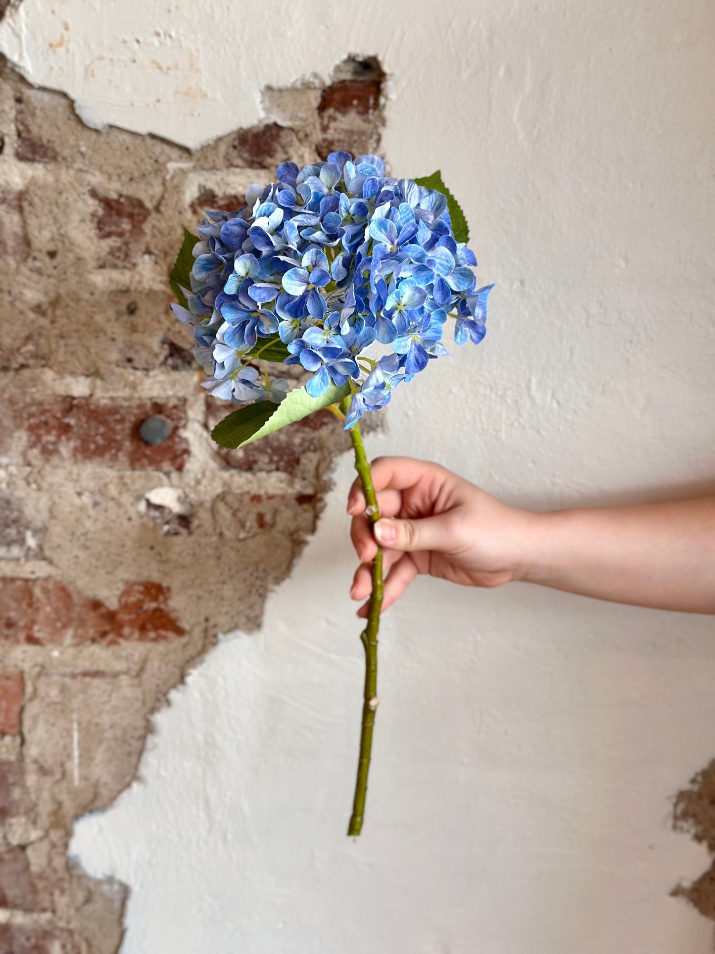 19" New England Hydrangea Stem