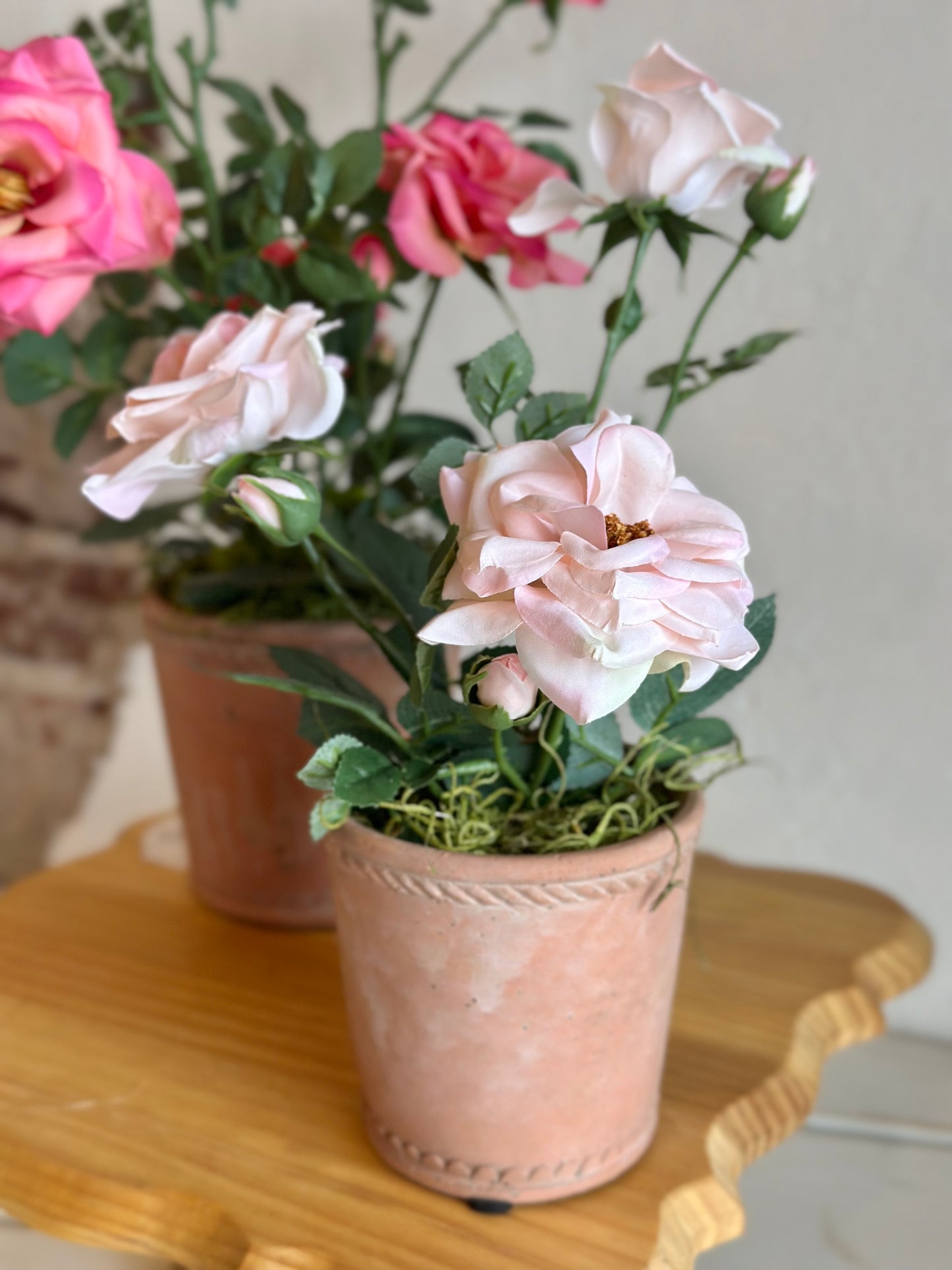 Blush Potted Roses