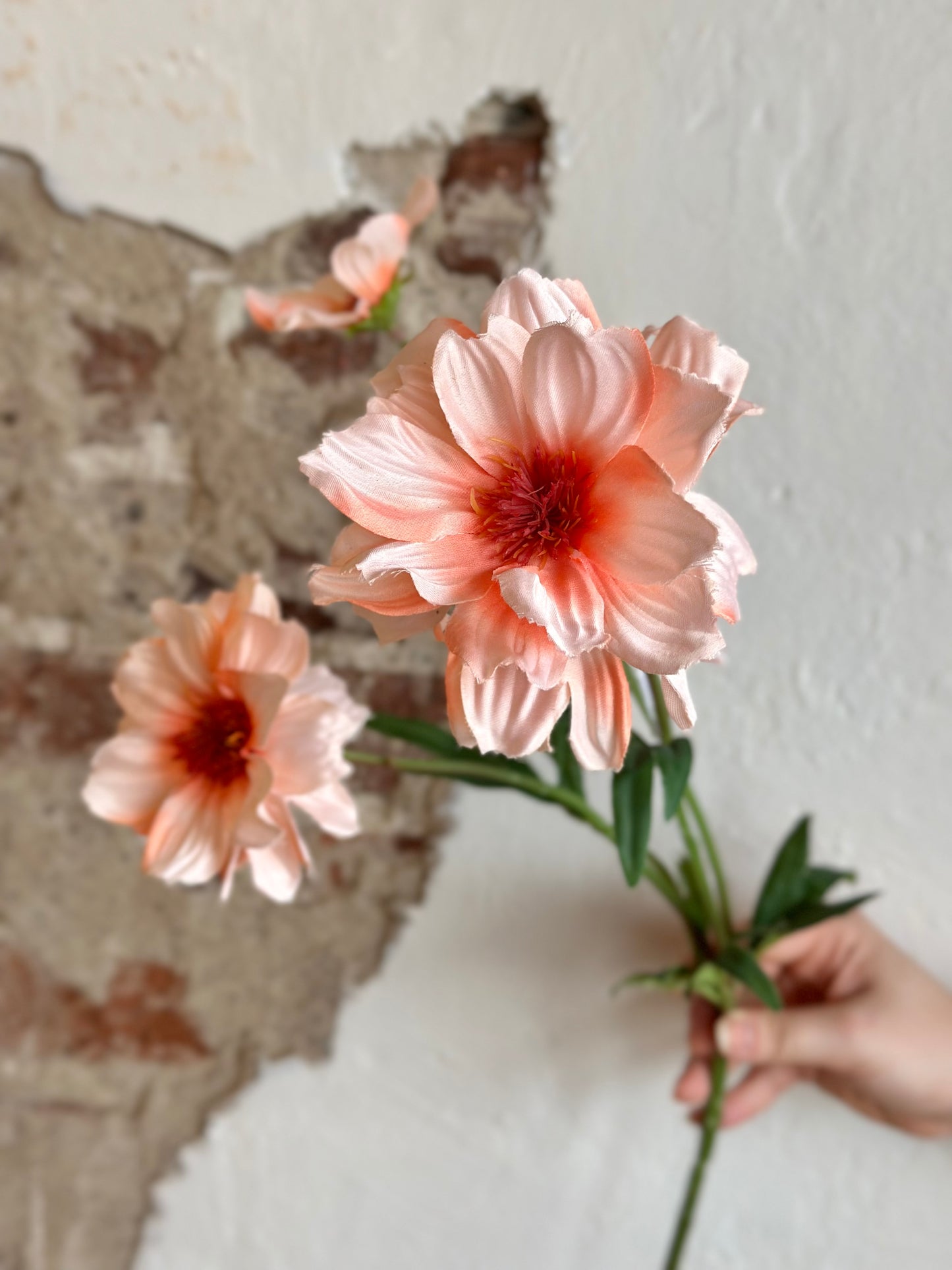 27" Cosmos Spray