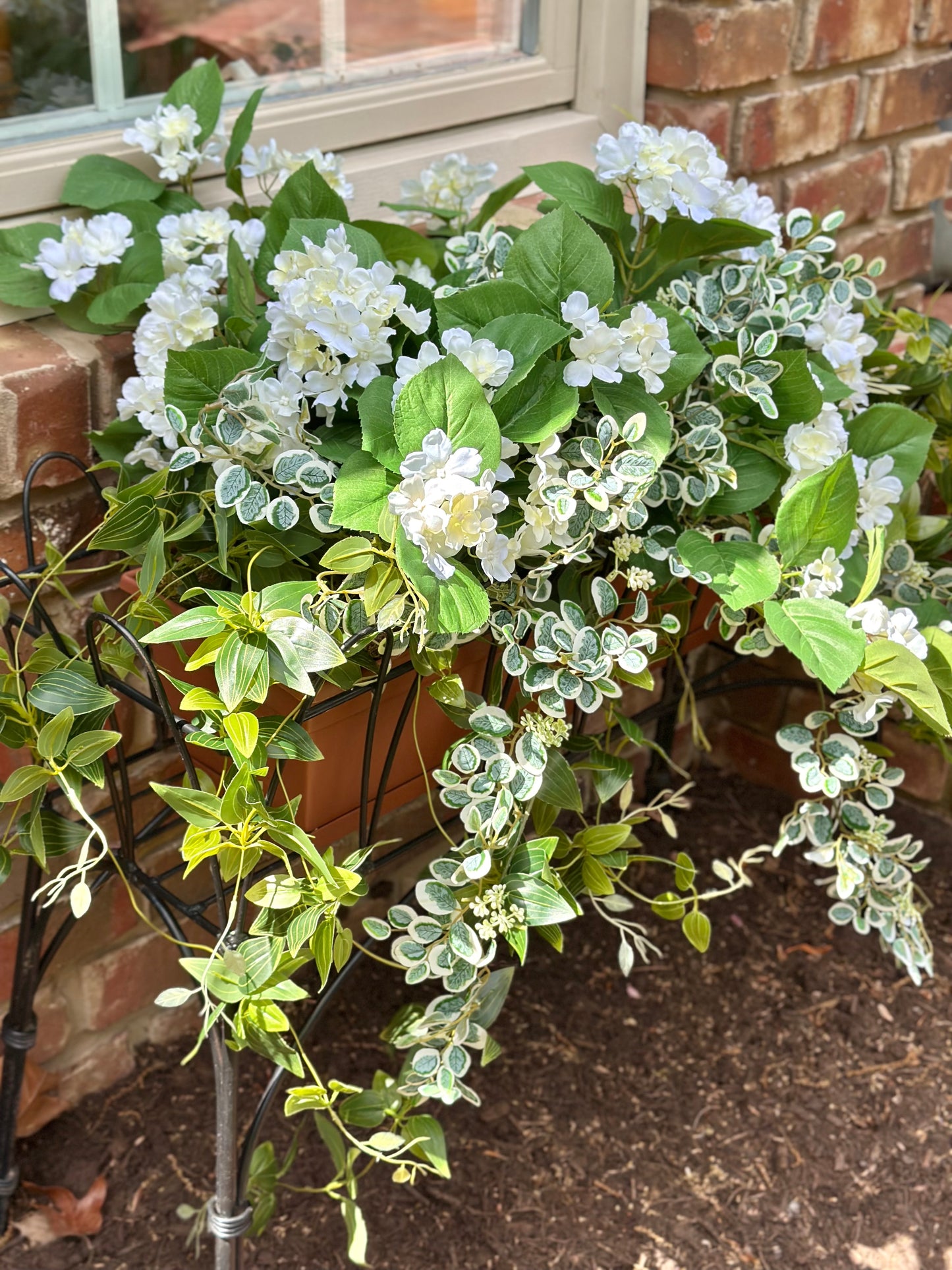Window Box White Hydrangea & Buttonbush Plant