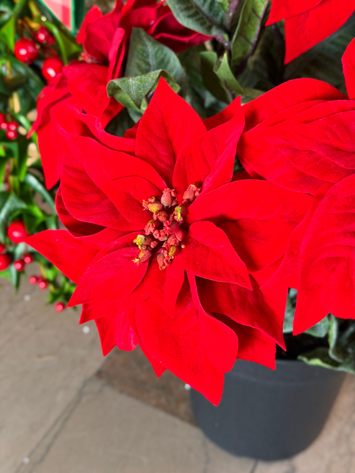 24" UV VELVET POTTED POINSETTIA