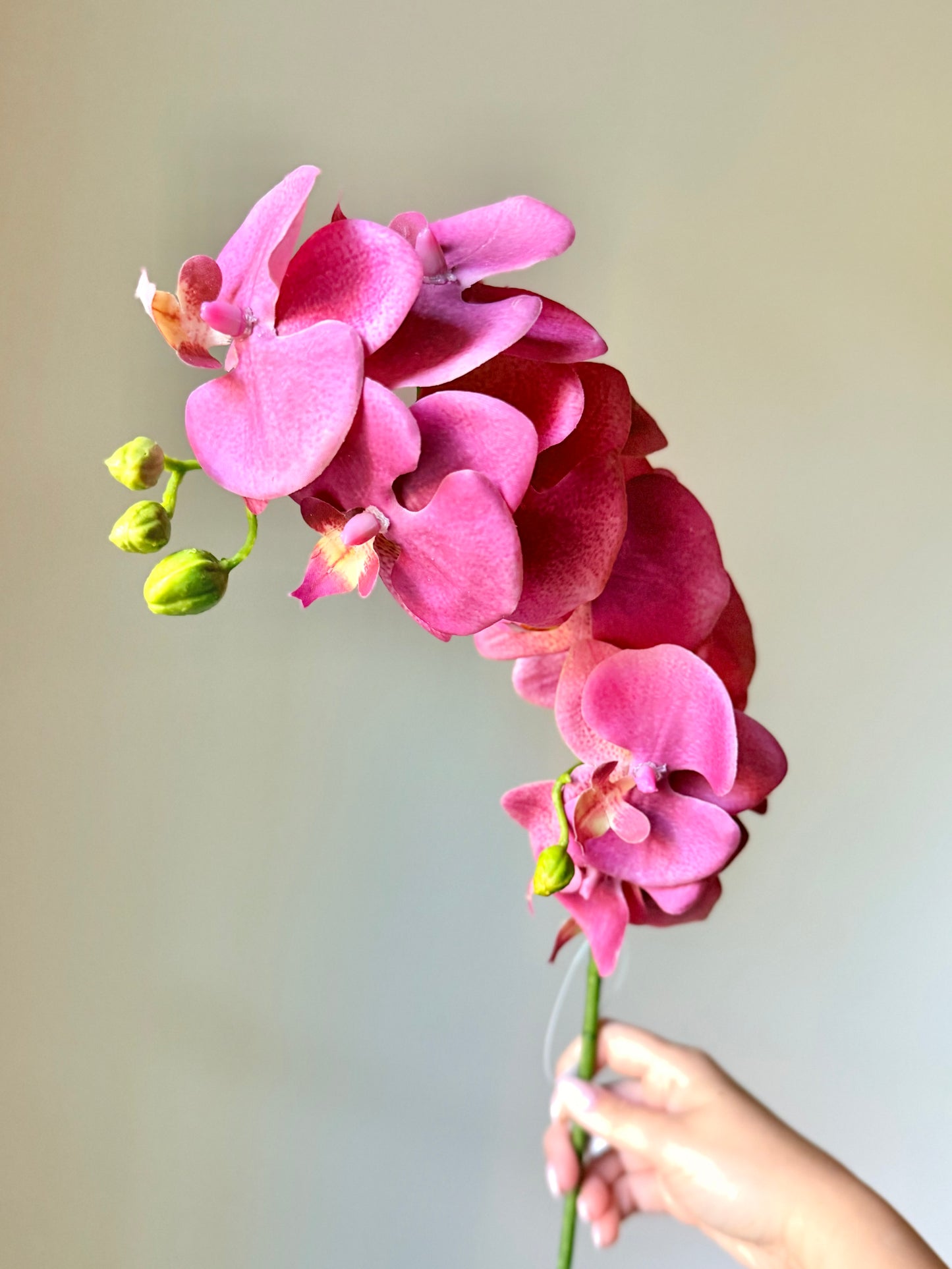 34" PHALAENOPSIS ORCHID SPRAY- MAUVE