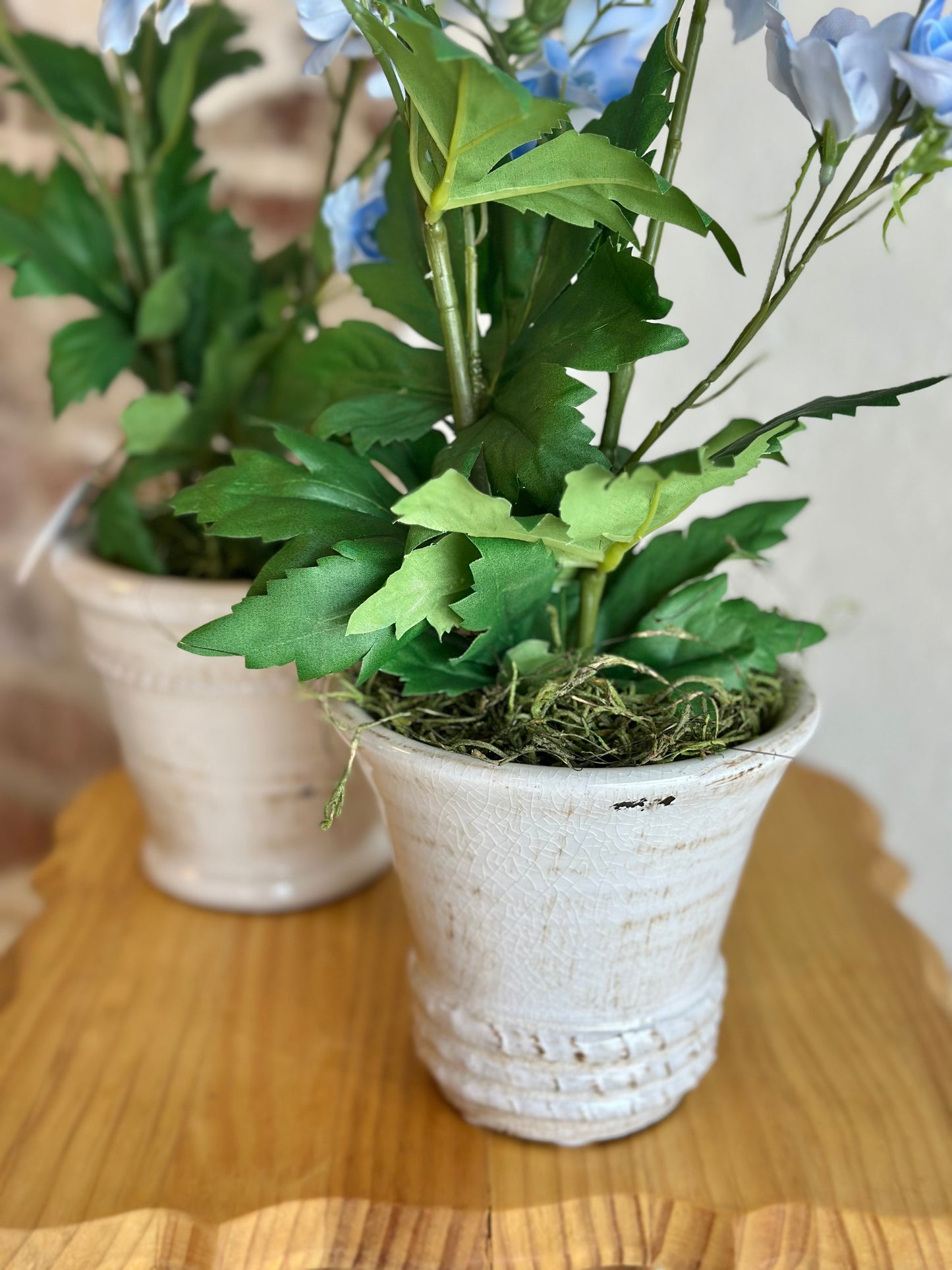 Blue Delphinium in White Aged Pot