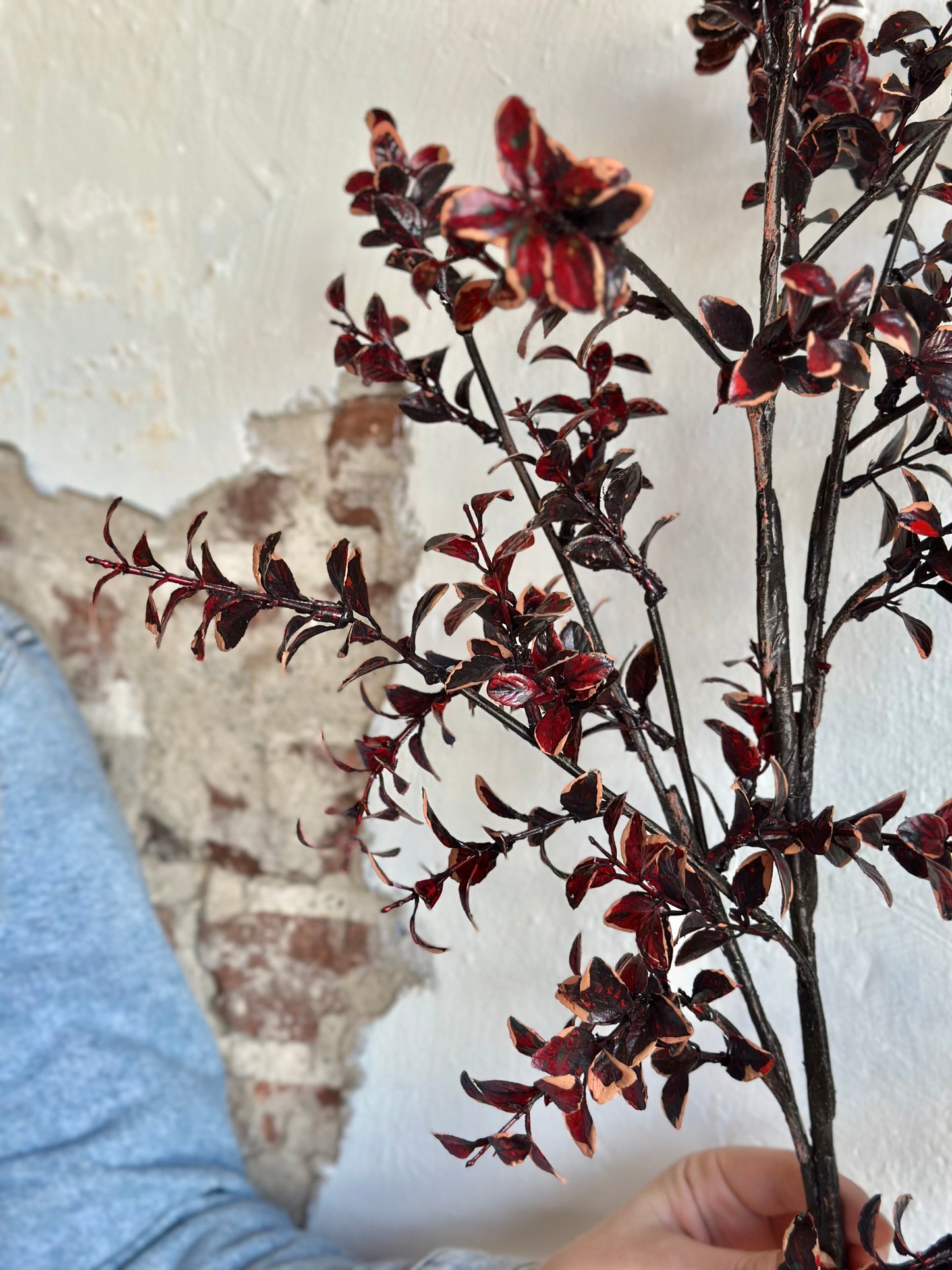 Burgundy Variegated Boxwood Stem