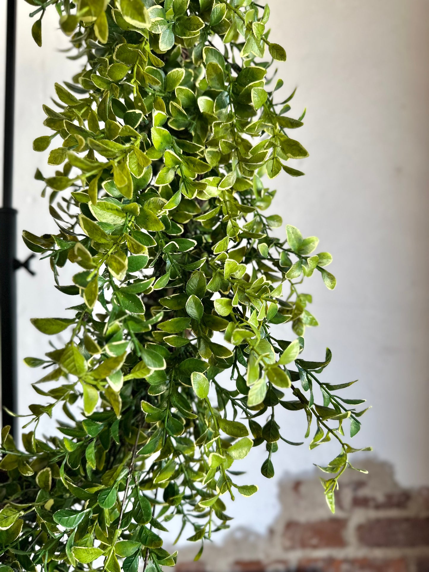 26" Oval Boxwood Wreath