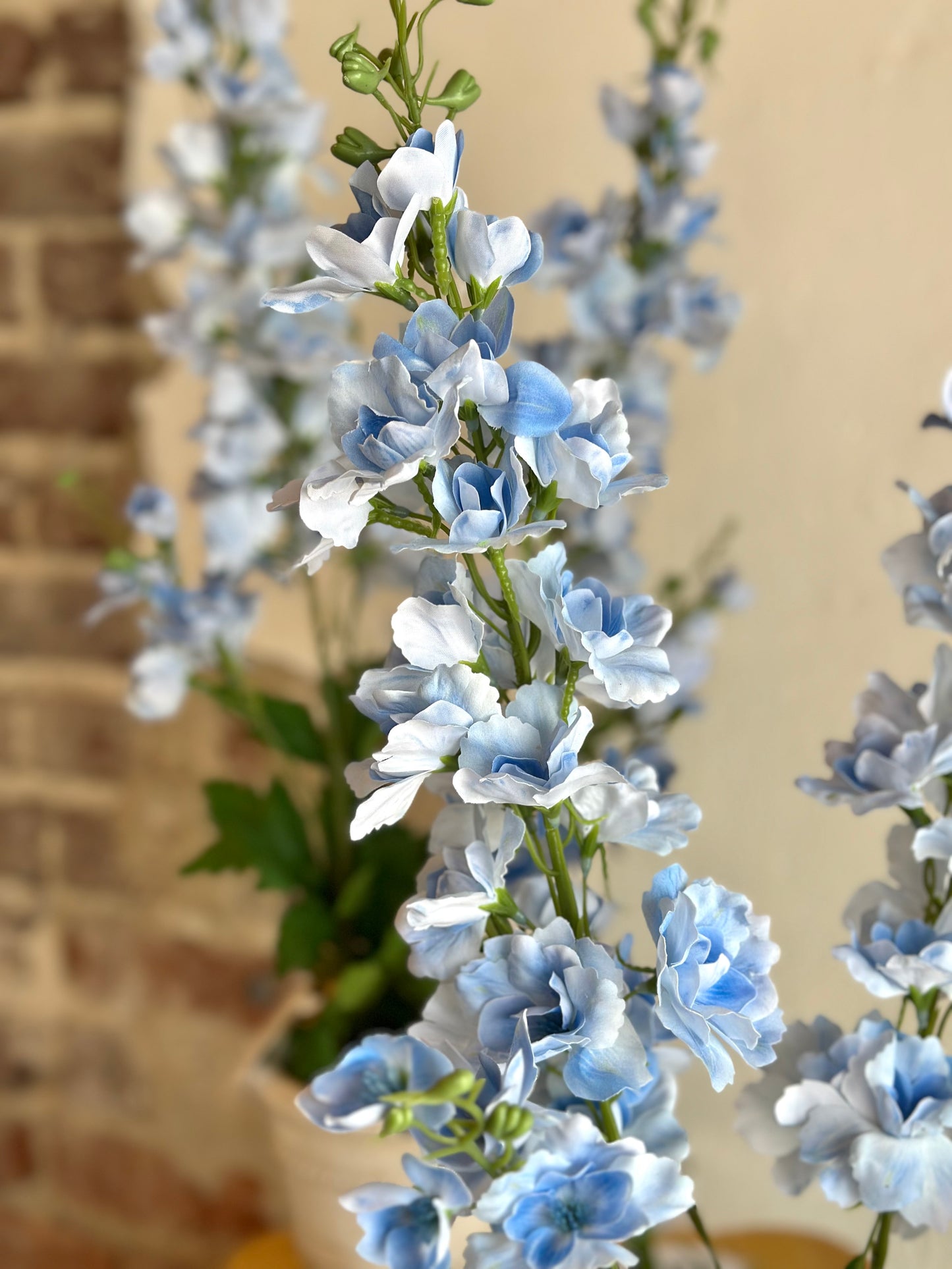 Blue Delphinium in White Aged Pot