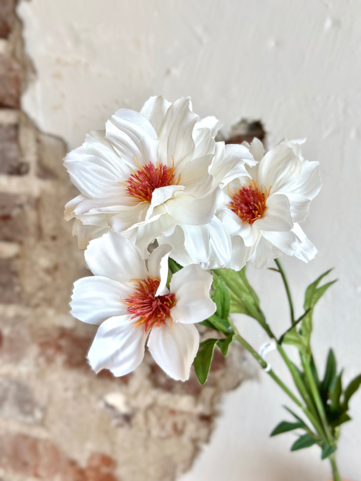 27" Cosmos Spray