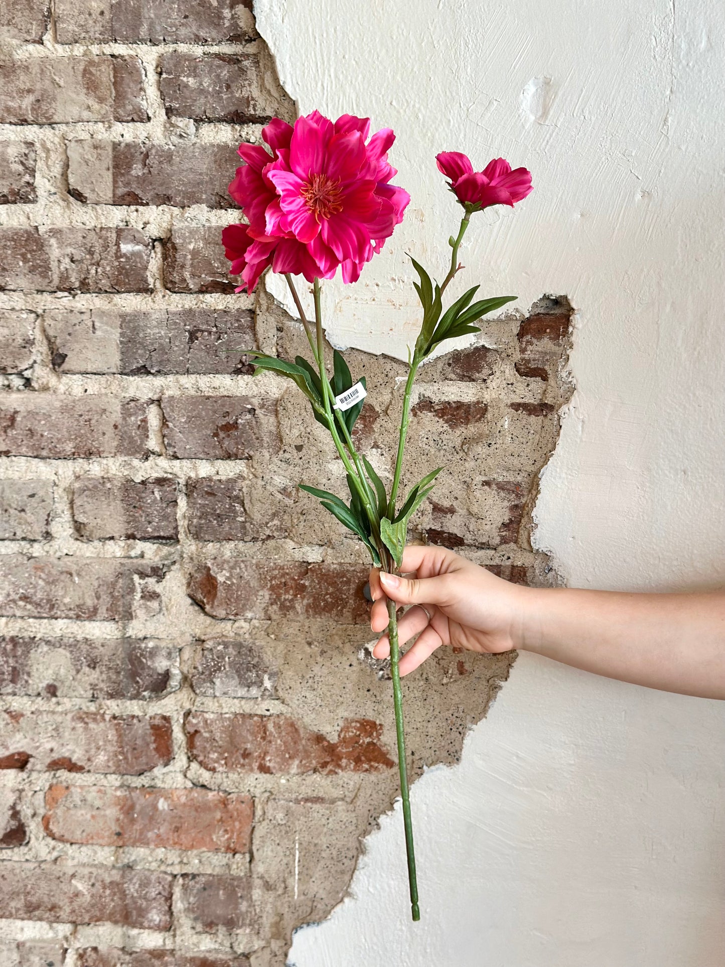 27" Cosmos Spray