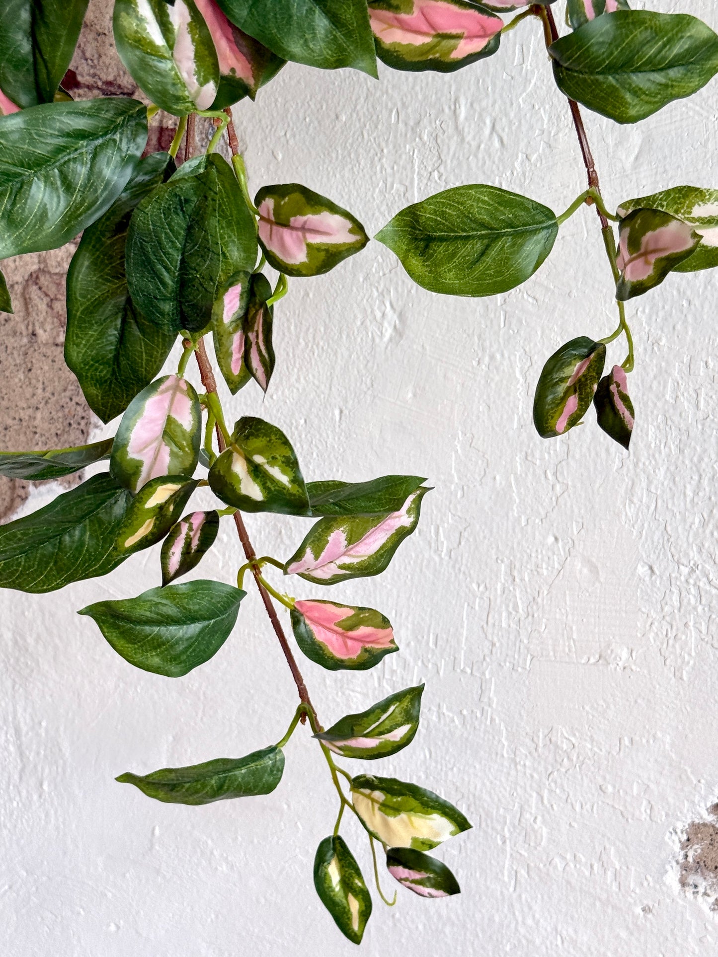 31" HOYA BUSH VINE, GREEN/PINK