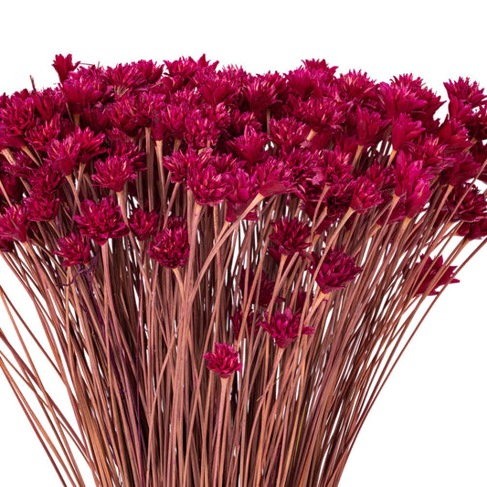 20” Dried Raspberry Hil Flower Bunch