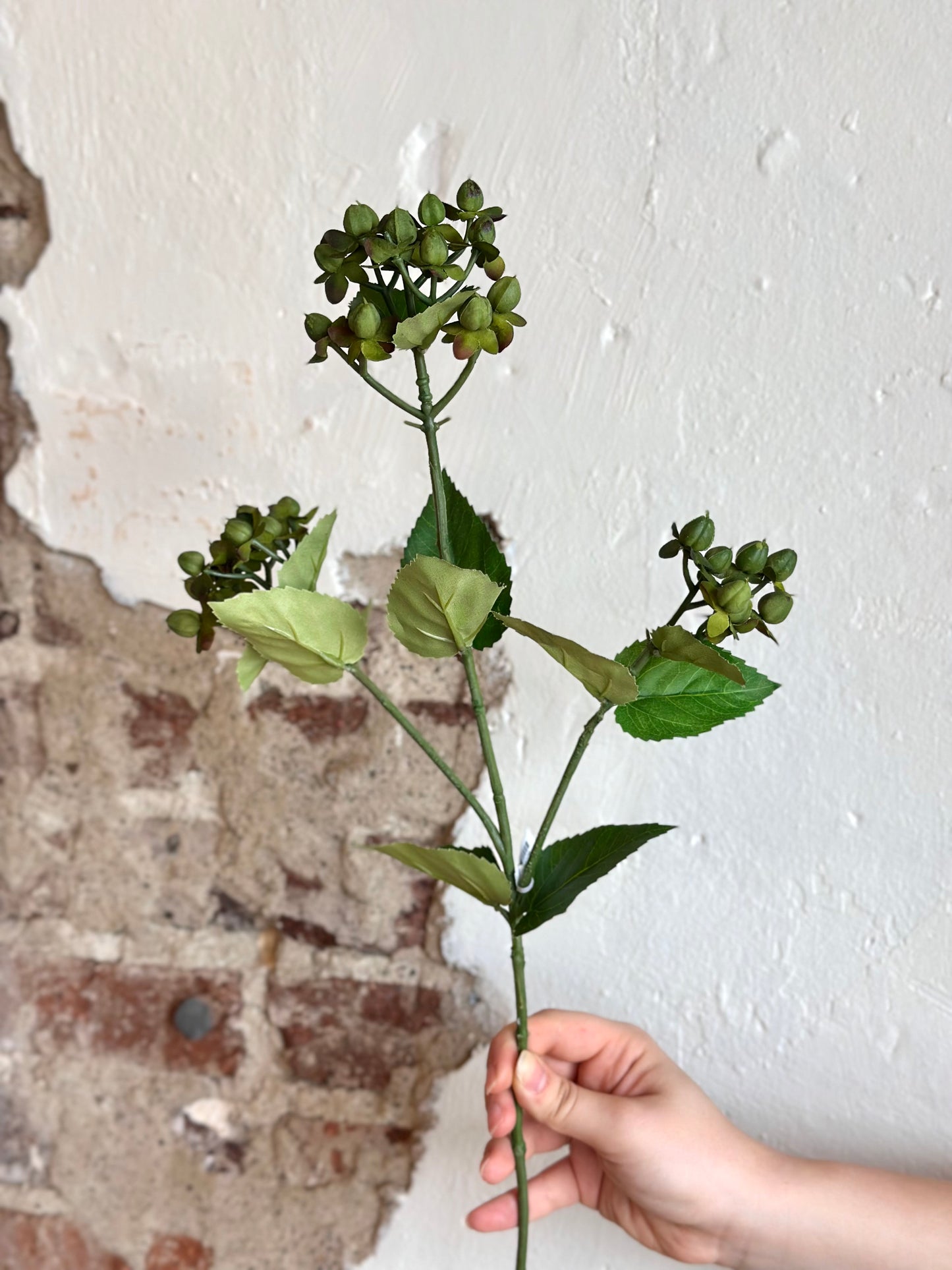 27" HYPERICUM