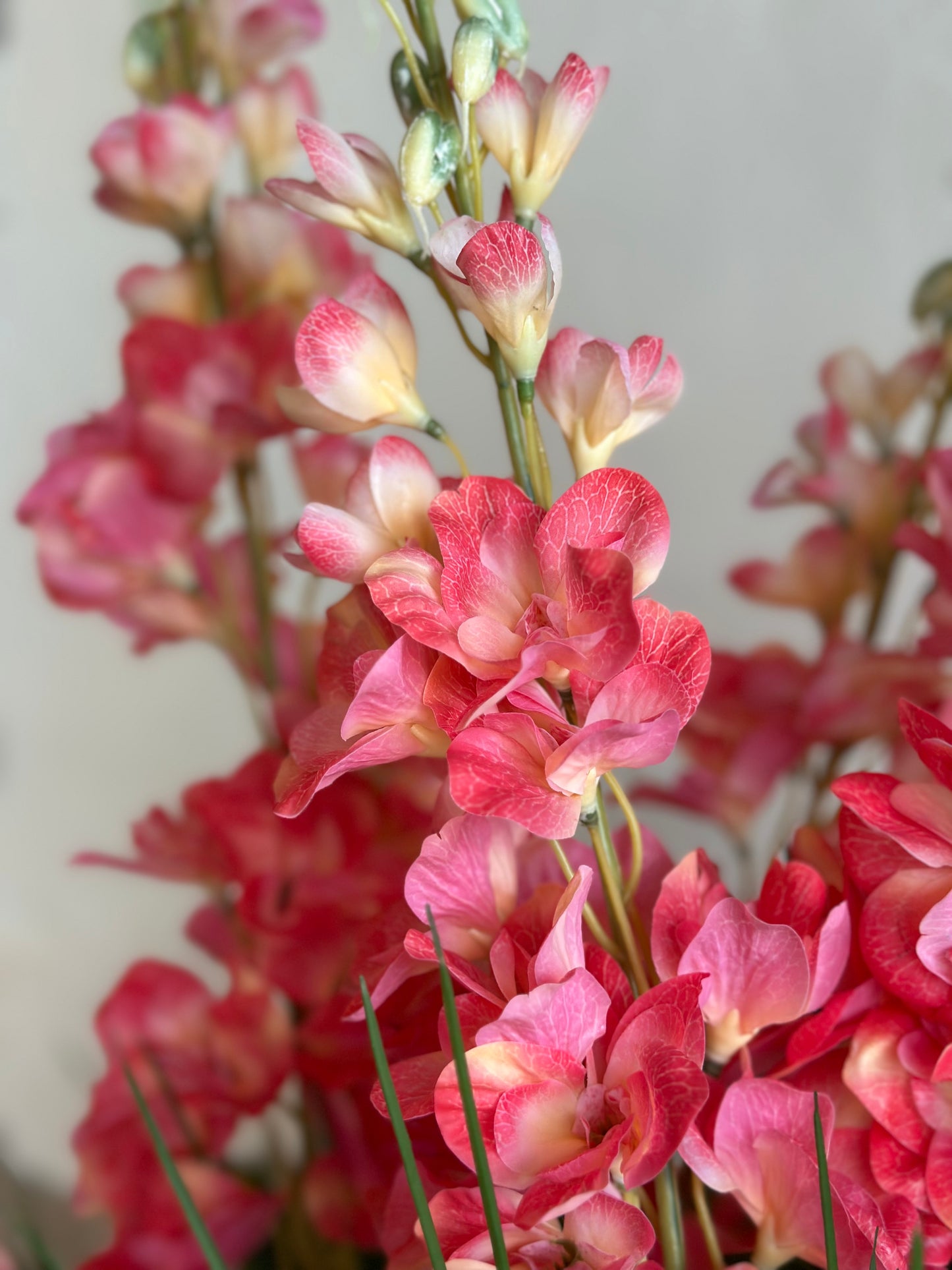 Pink Garden Delphinium in Clay Pot