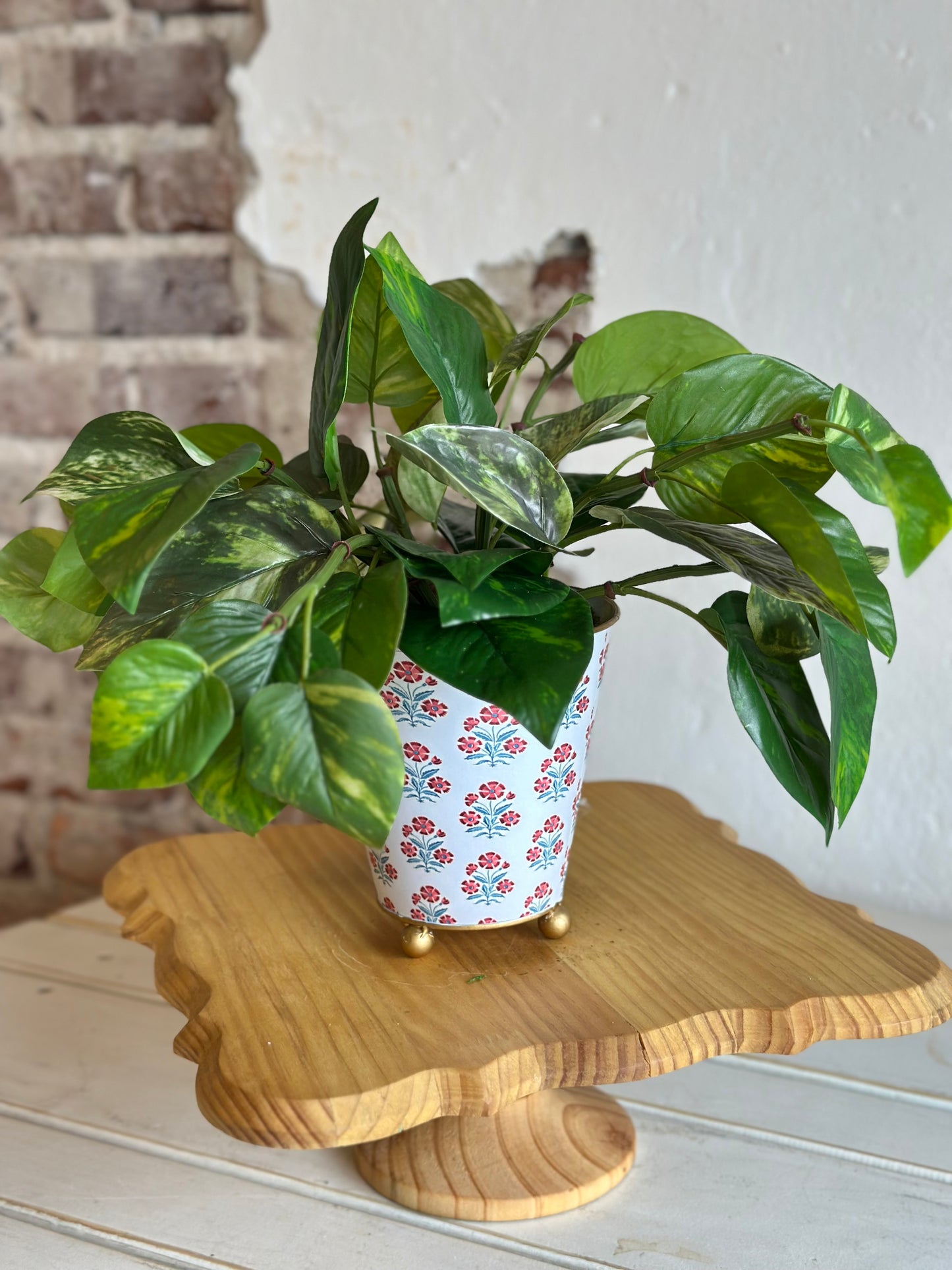 Potted Pathos Plant