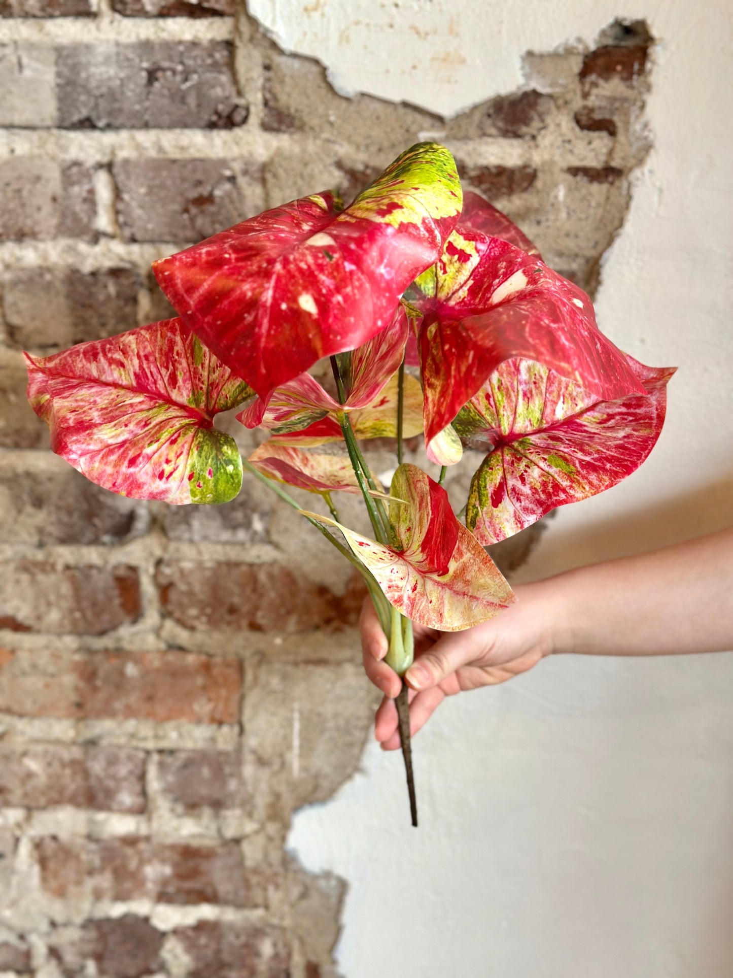 16" Summer Caladium Plant