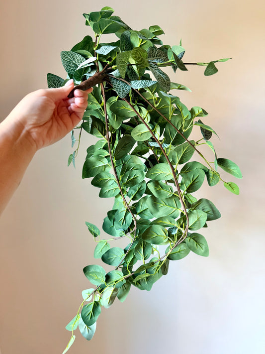 30" FITTONIA HANGER