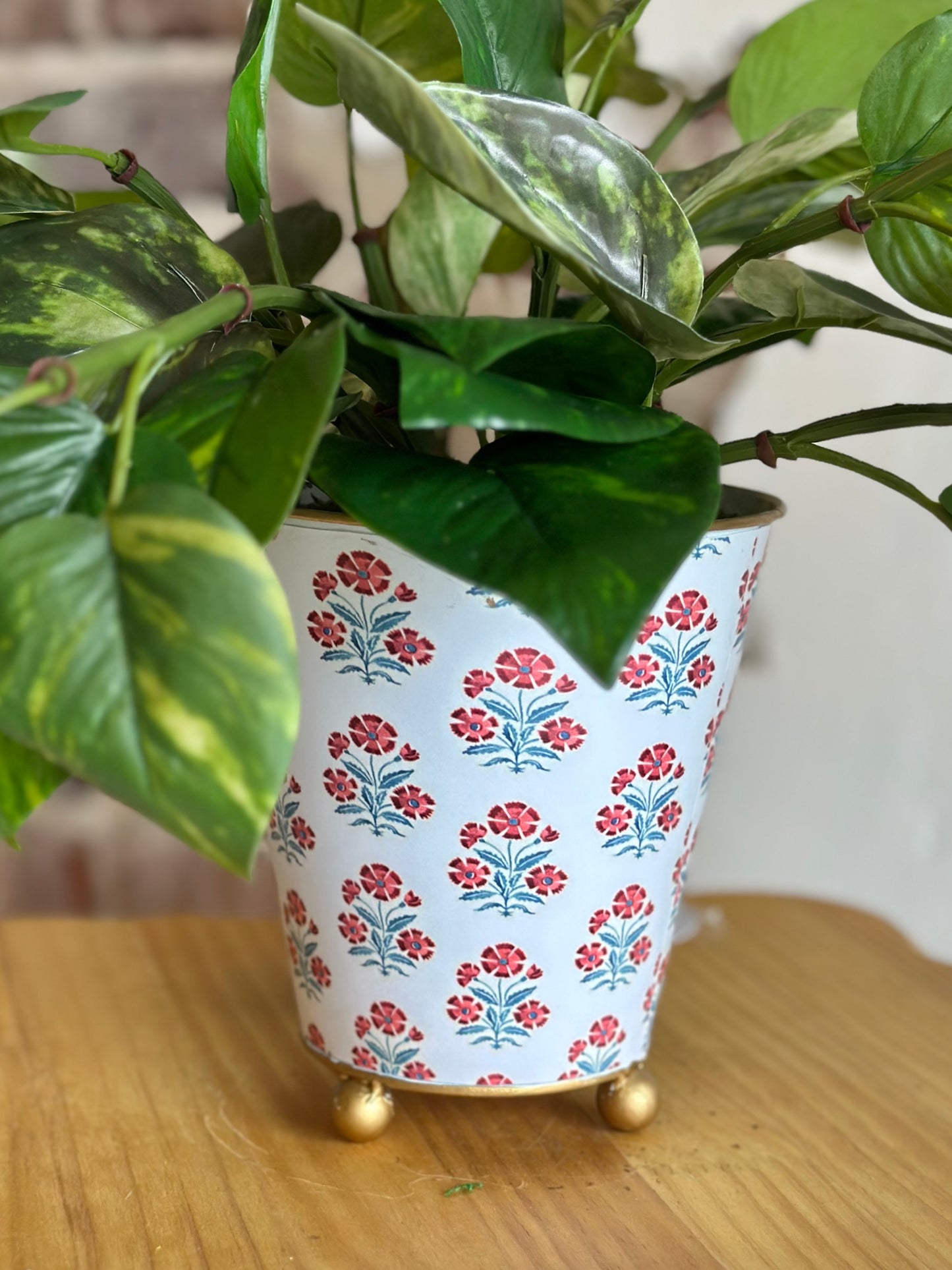 Potted Pathos Plant