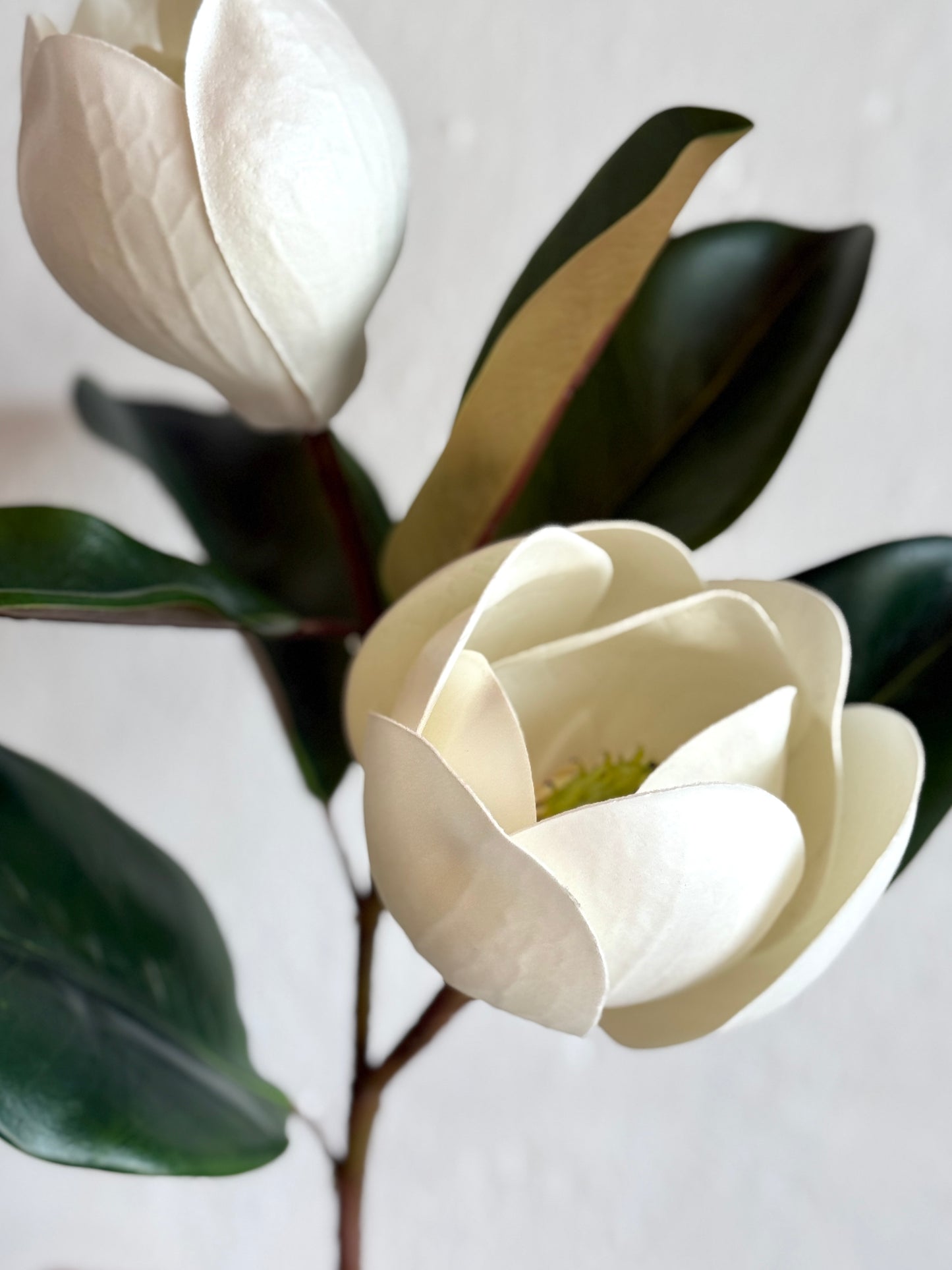 18" MAGNOLIA X2 WITH SEED, NATURAL