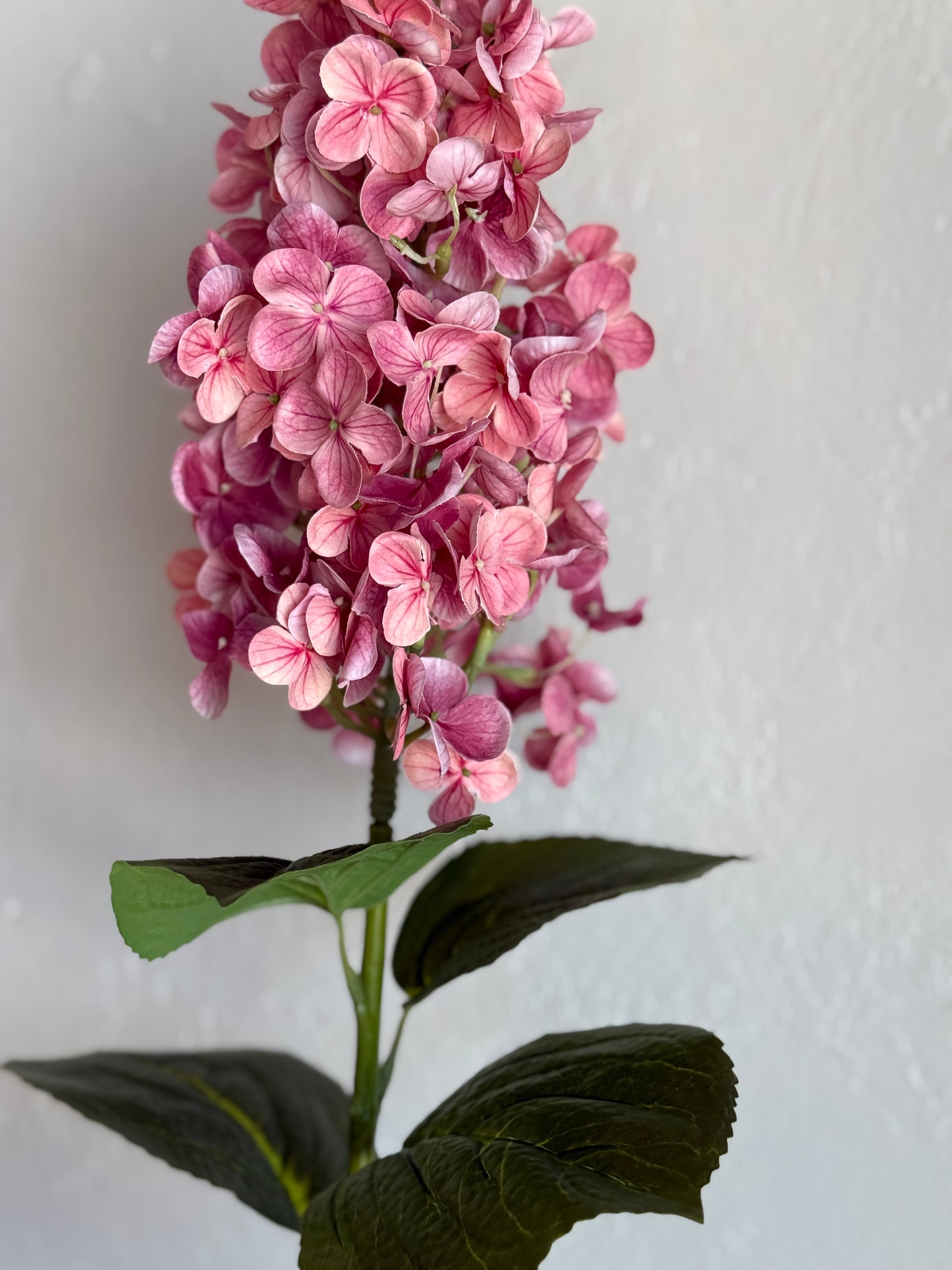 30.71” Peegee Hydrangea, Bloom
