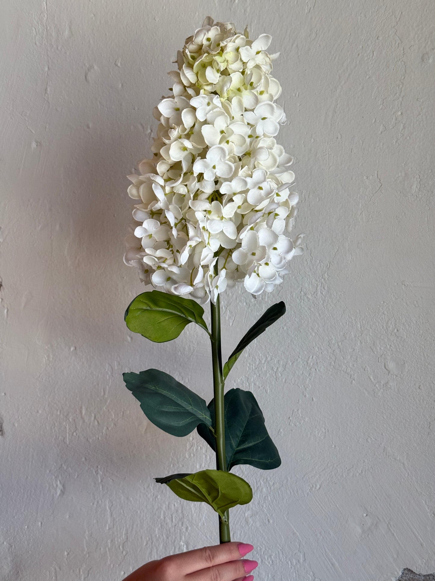 36” Peegee Hydrangea, Candlelight