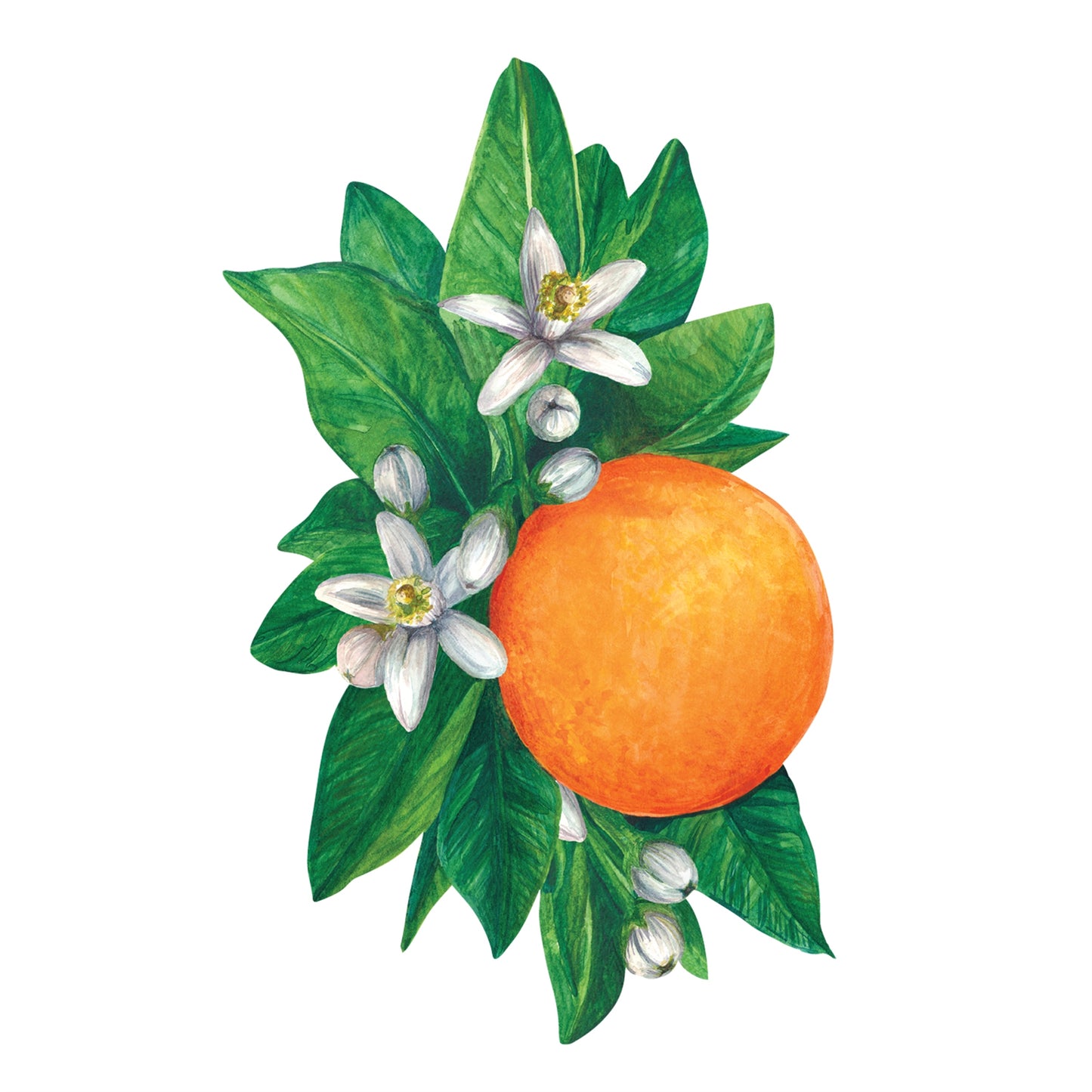 Hester and Cook Orange Slices Gift Tags