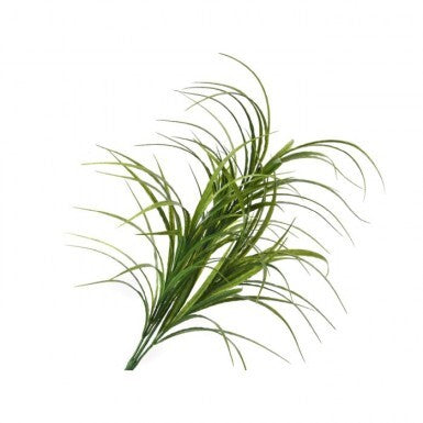 33" Fountain Grass Bush