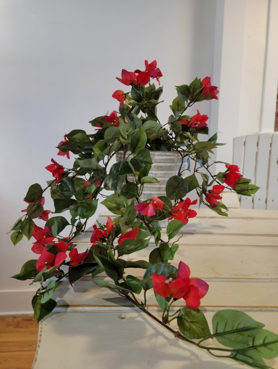 Dipladenia
