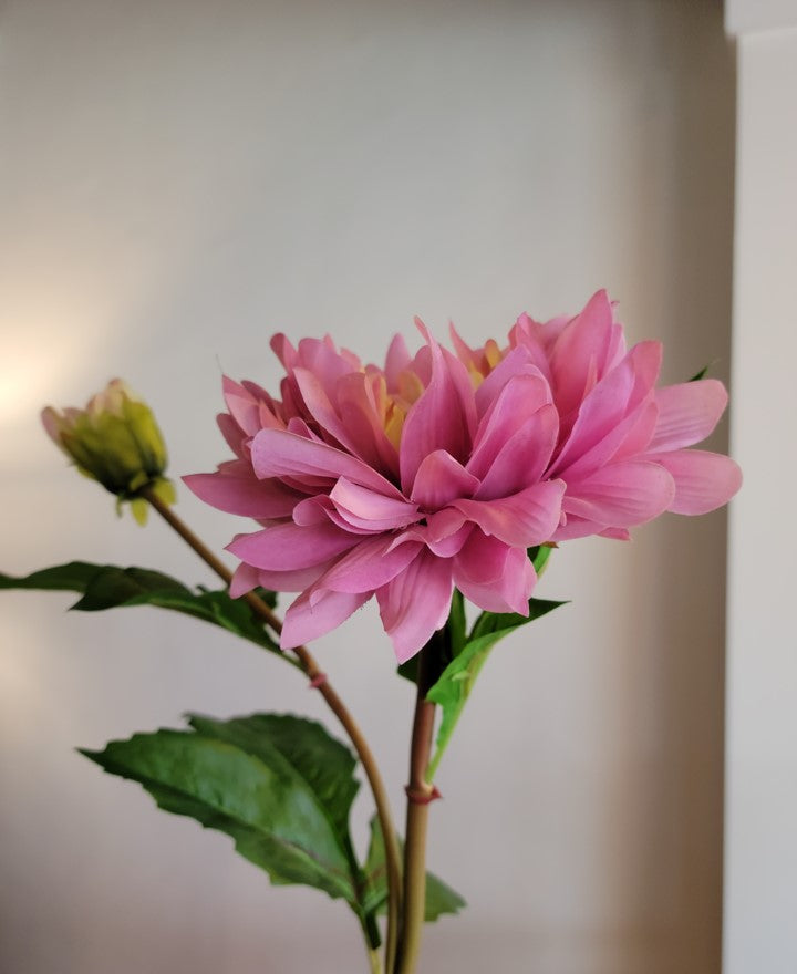 Pink with soft yellow center Dahlia