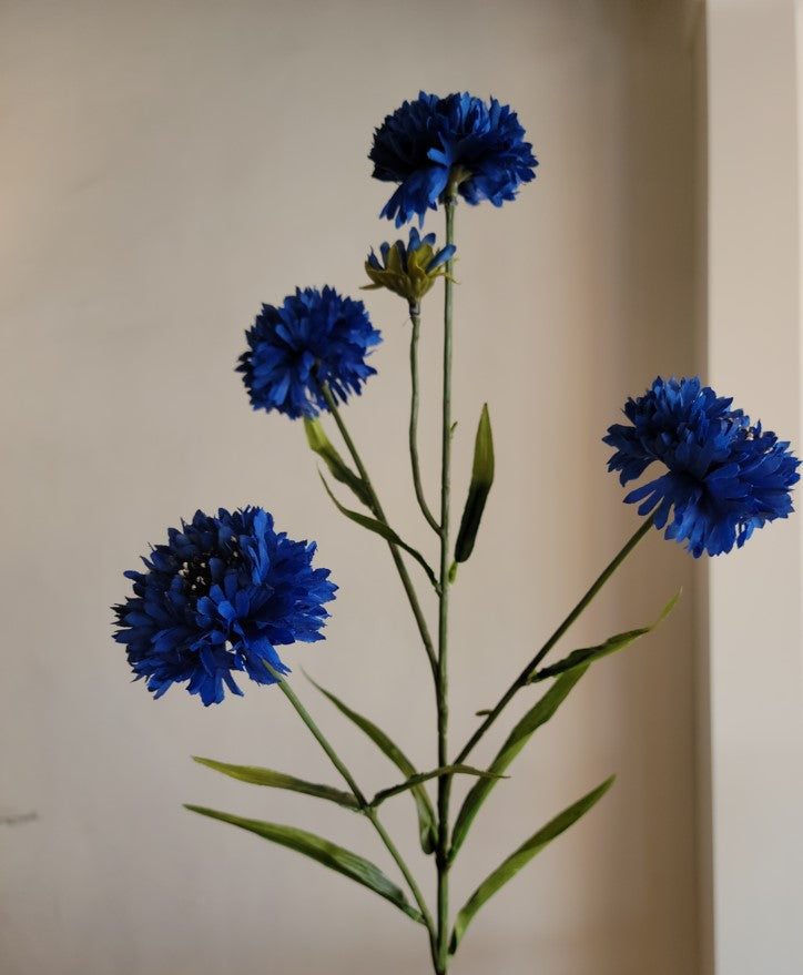 Blue Cornflower