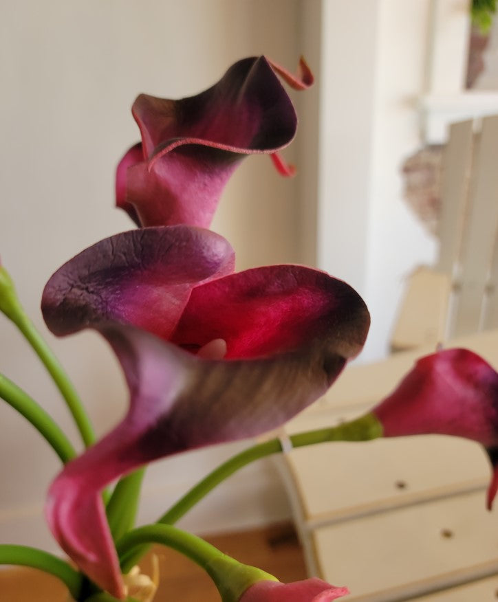 MINI CALLA LILY BUNDLE, EGGPLANT