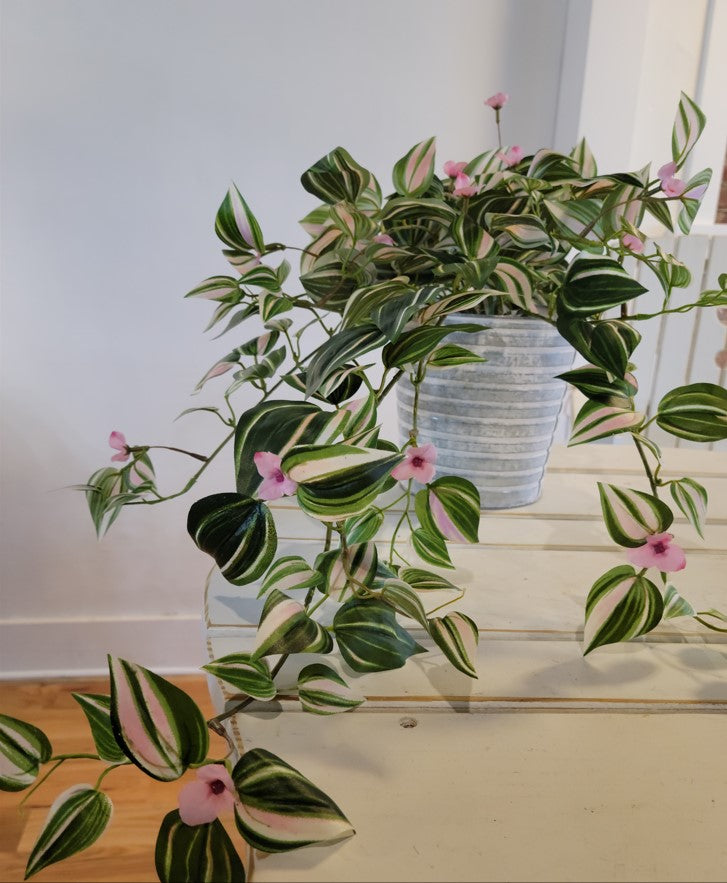 Tradescantia