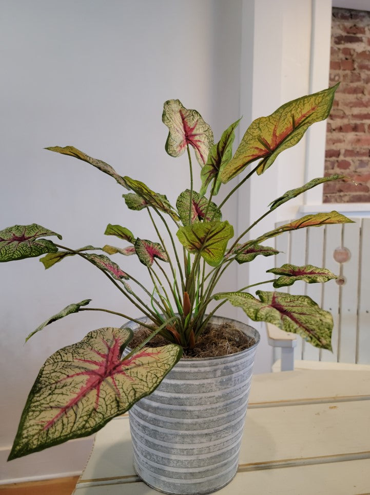Caladium