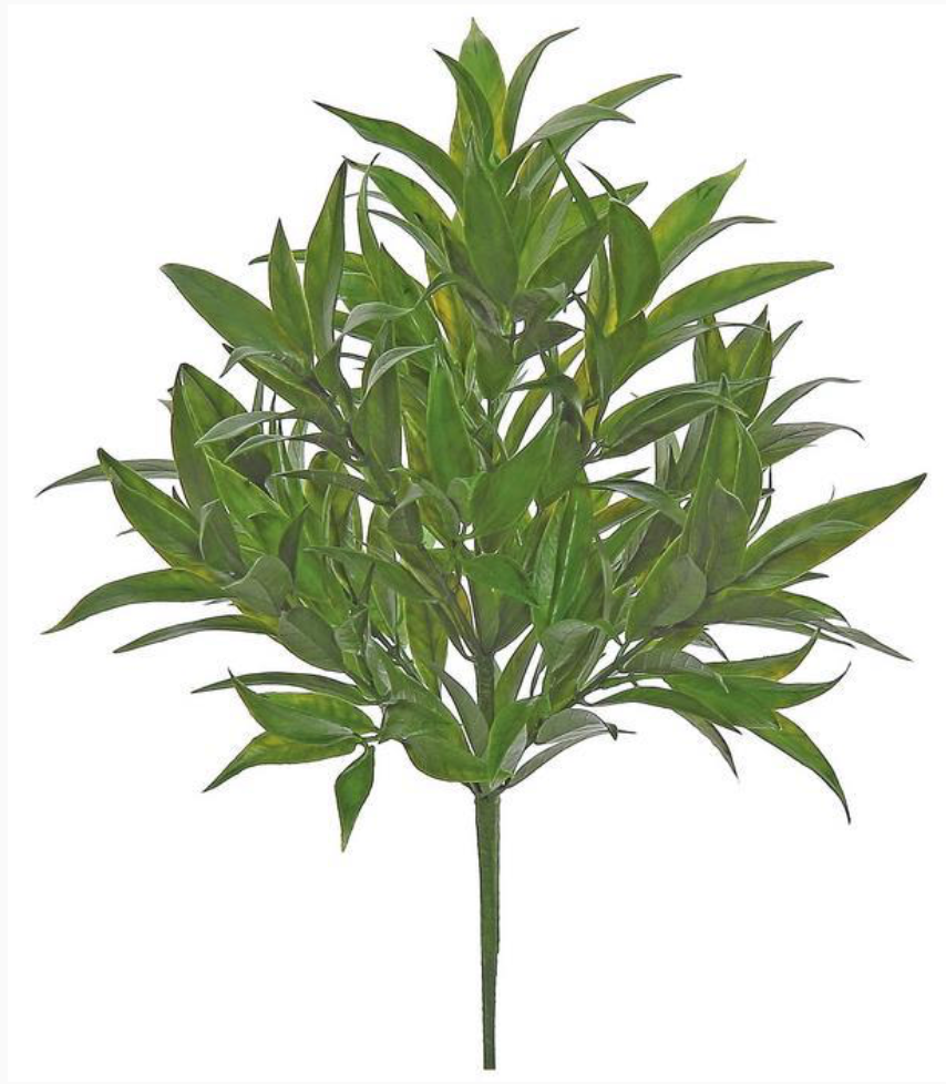 15" Bay Leaf Bush