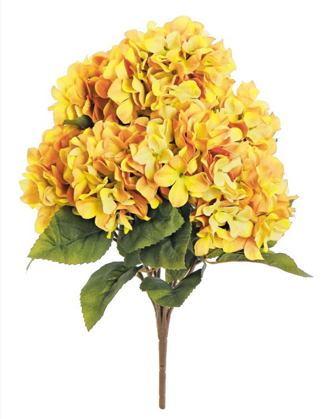 21" Harvest Hydrangea Bush- Mustard
