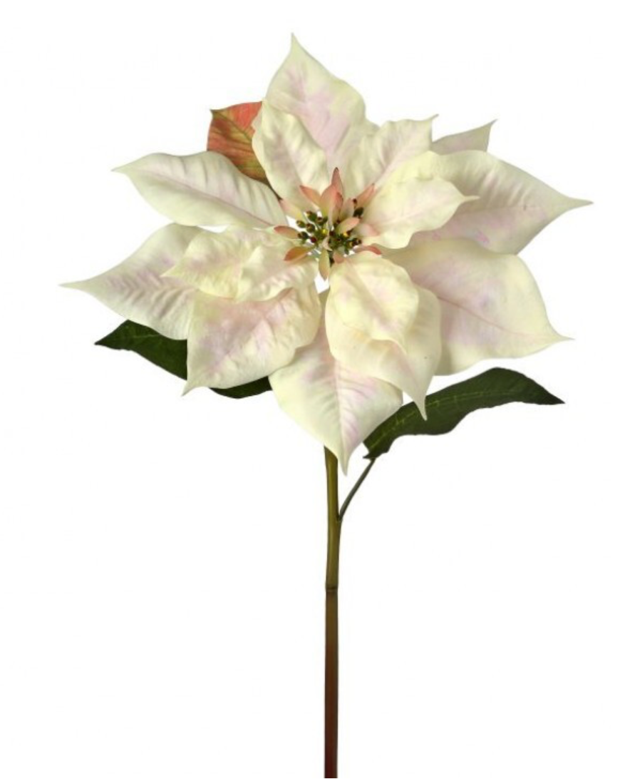 25" "Just Cut" Hothouse Poinsettita Stem- Cream